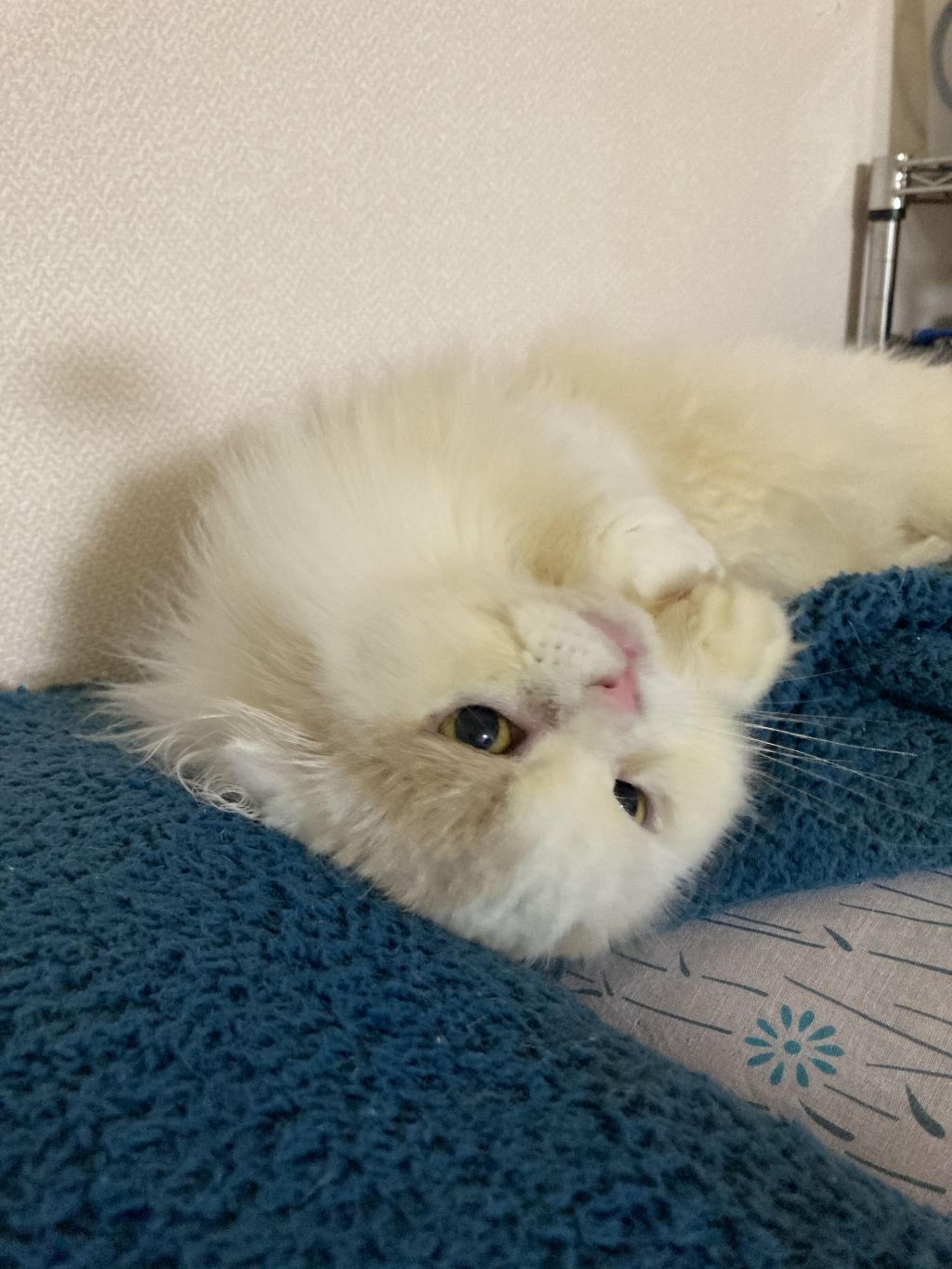 pet-image-4