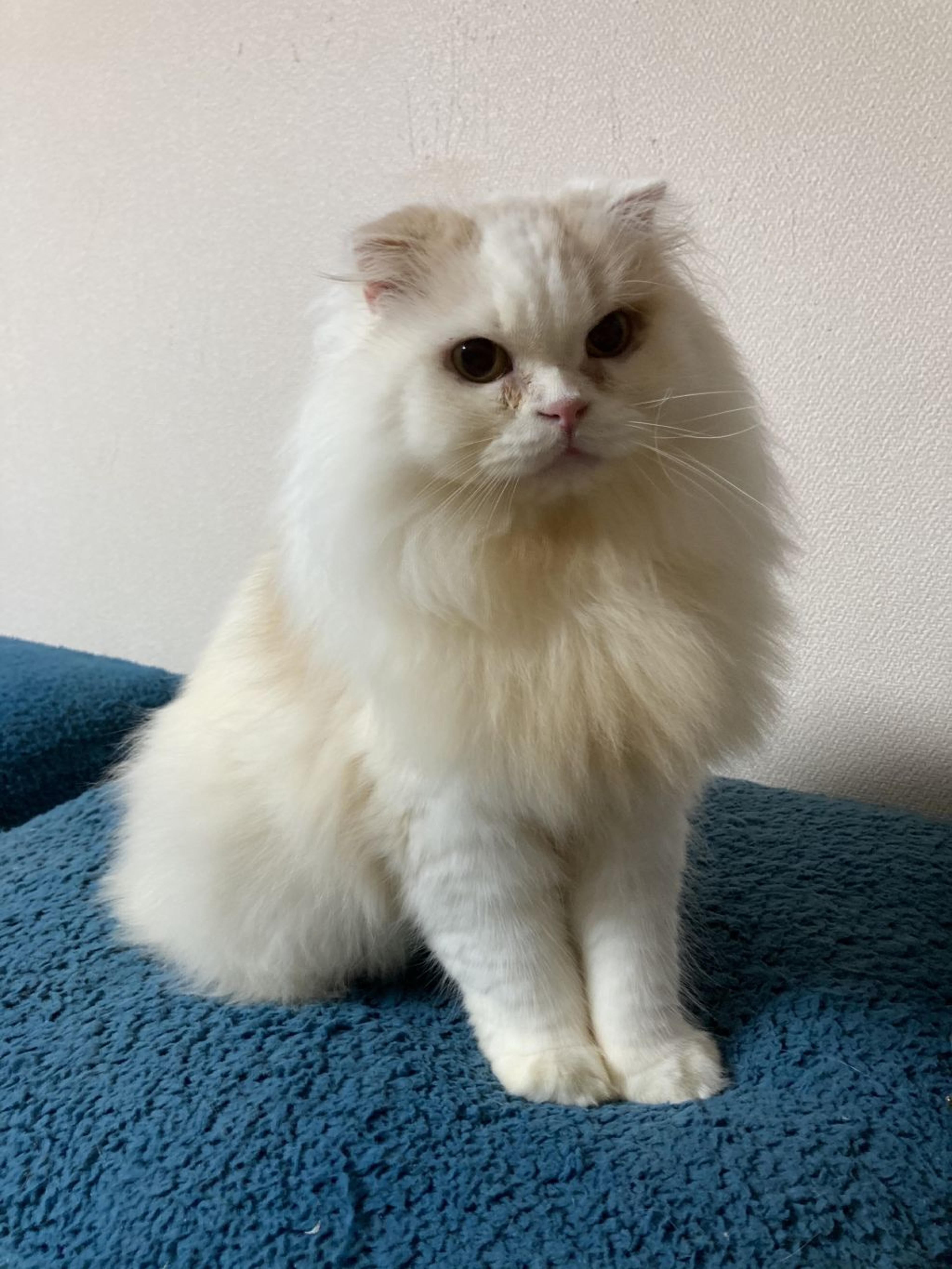 pet-image-6