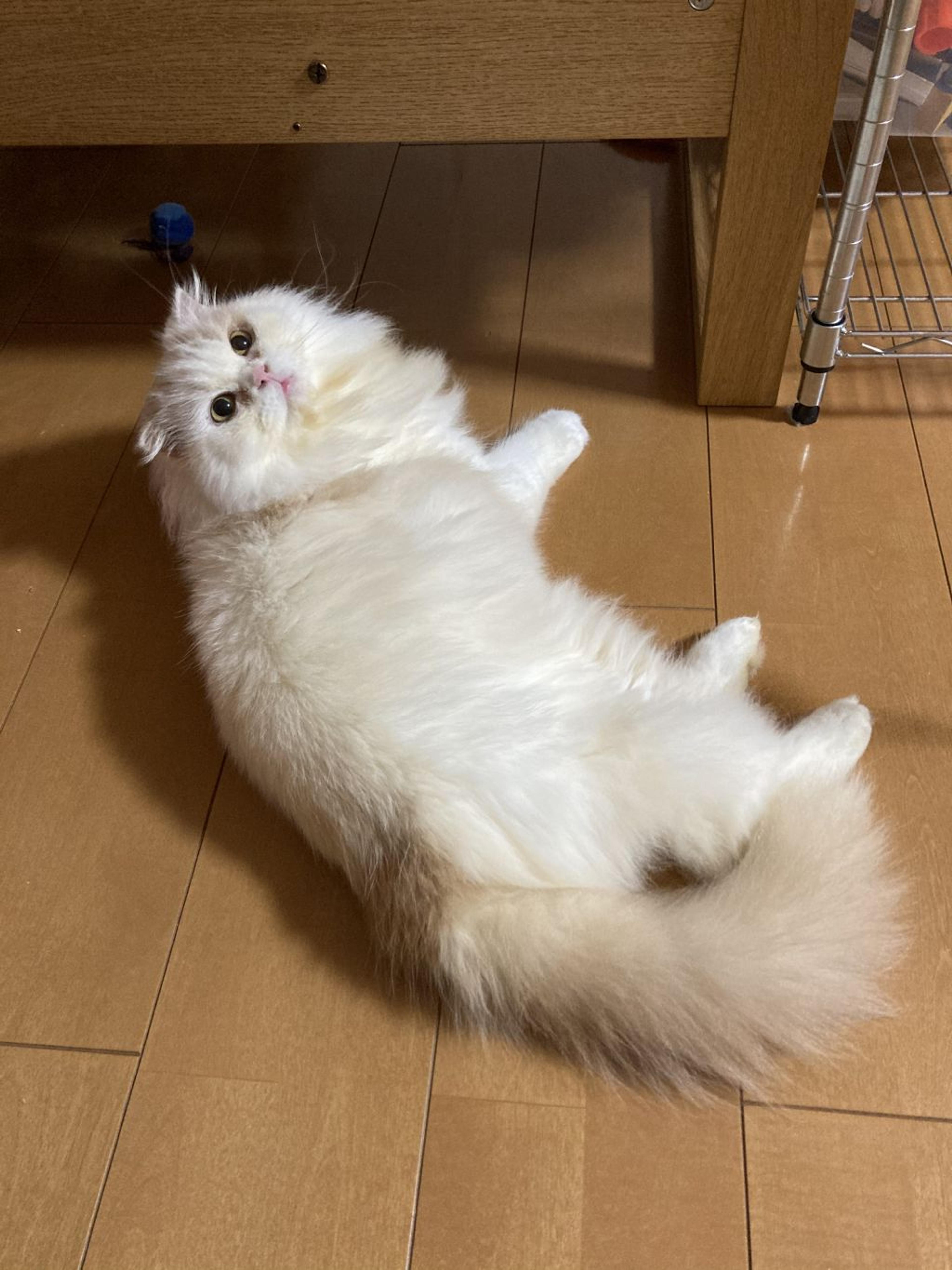 pet-image-7