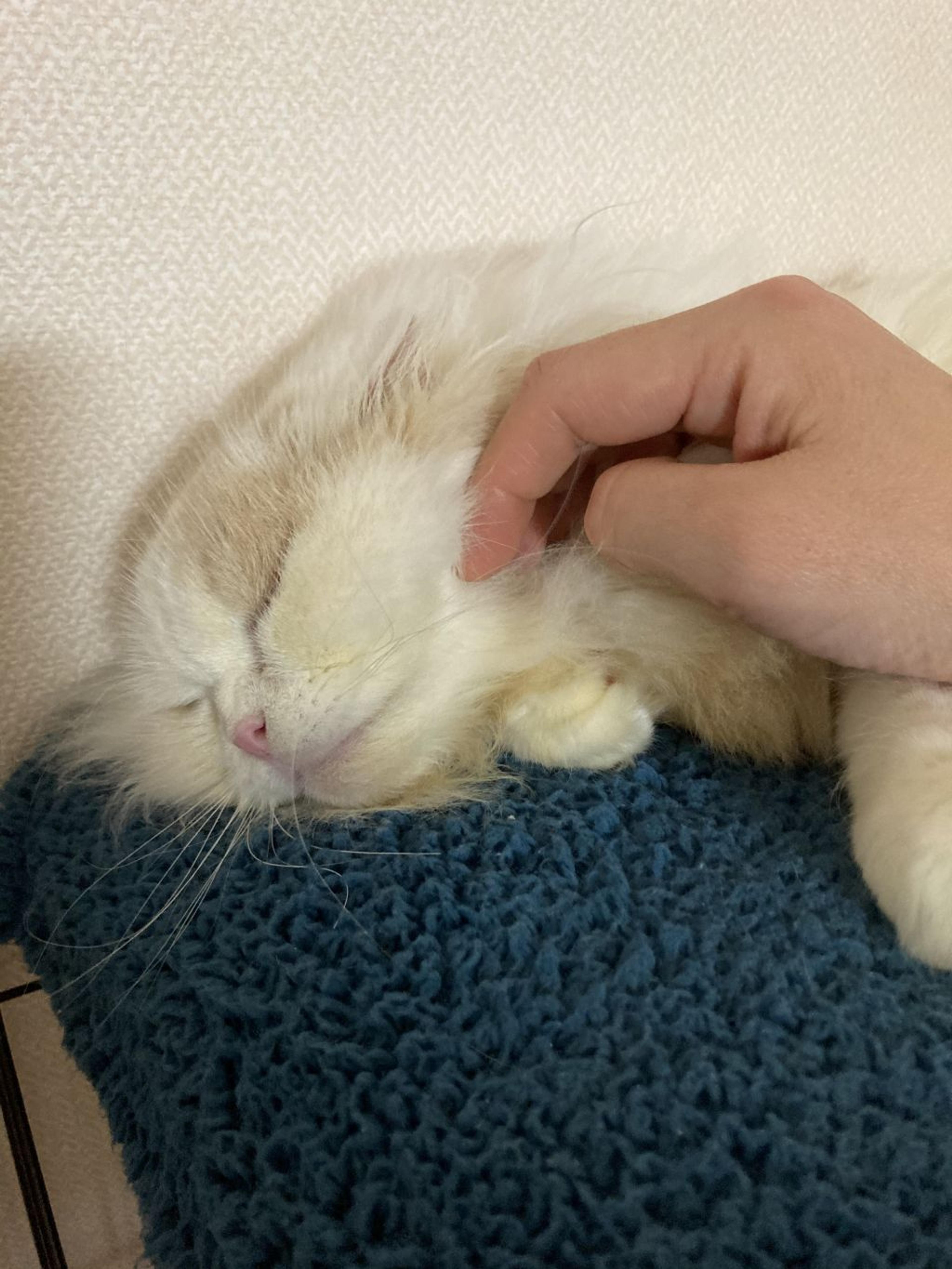 pet-image-8