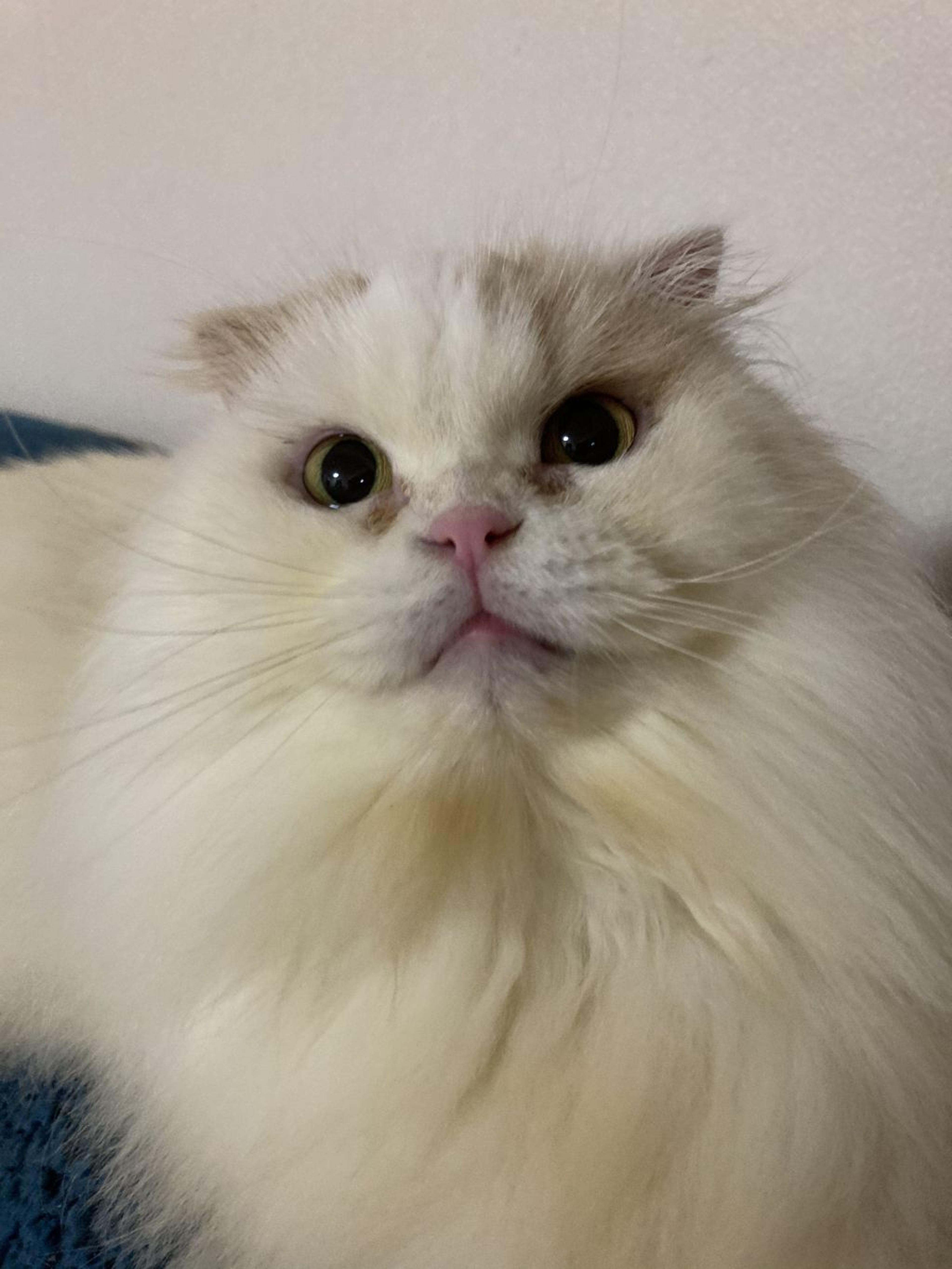 pet-image-9