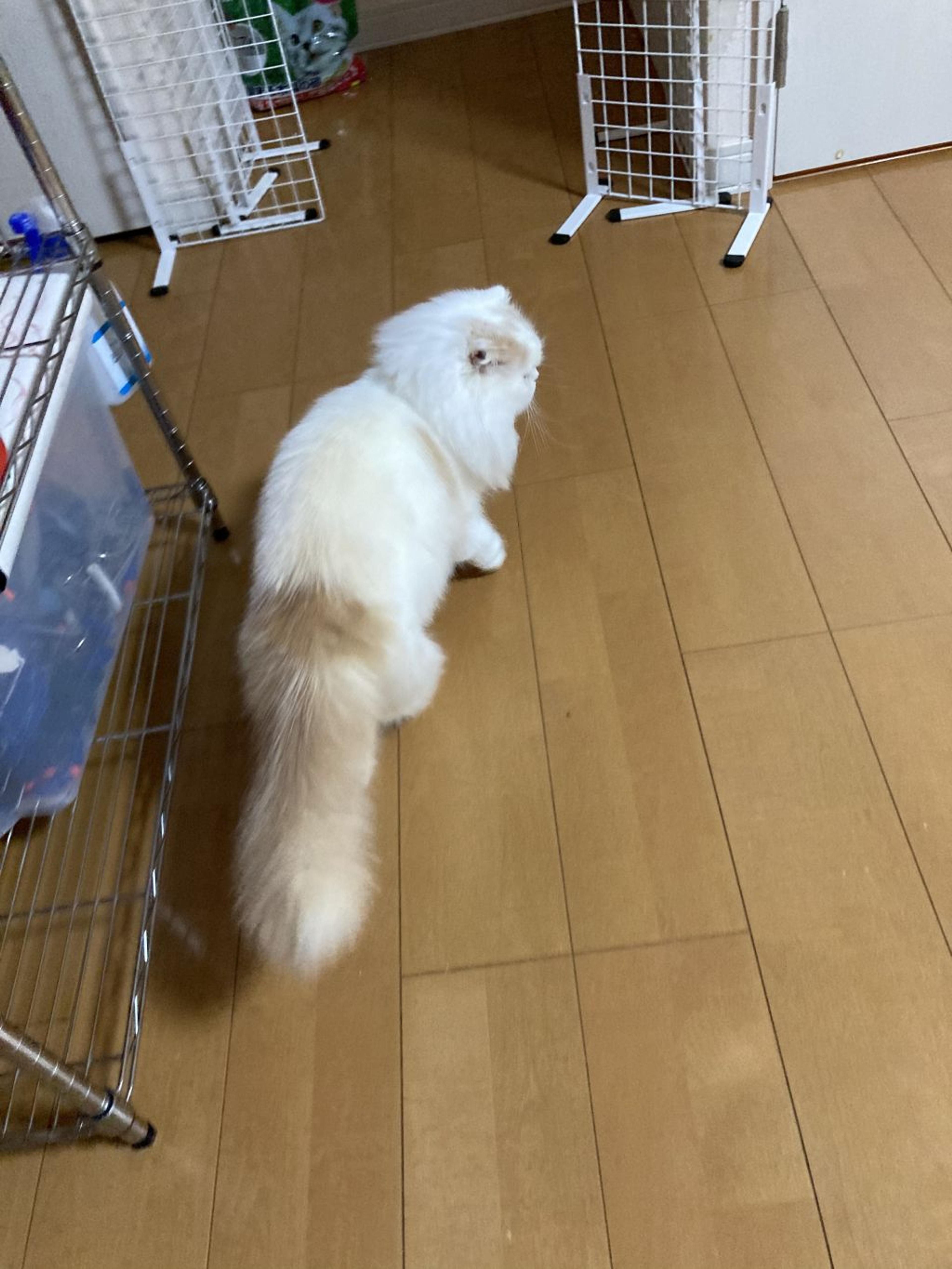 pet-image-10