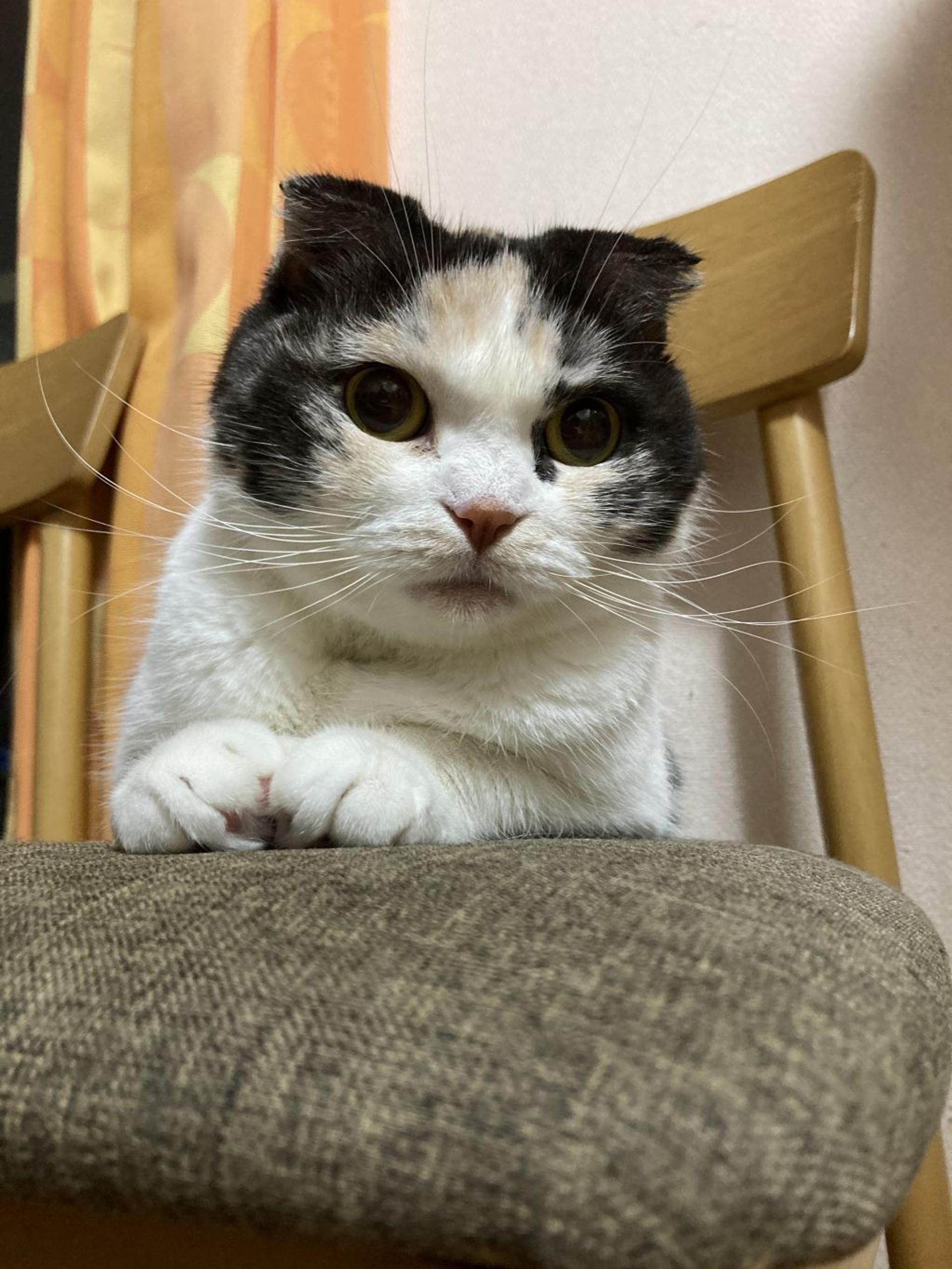 pet-image-3