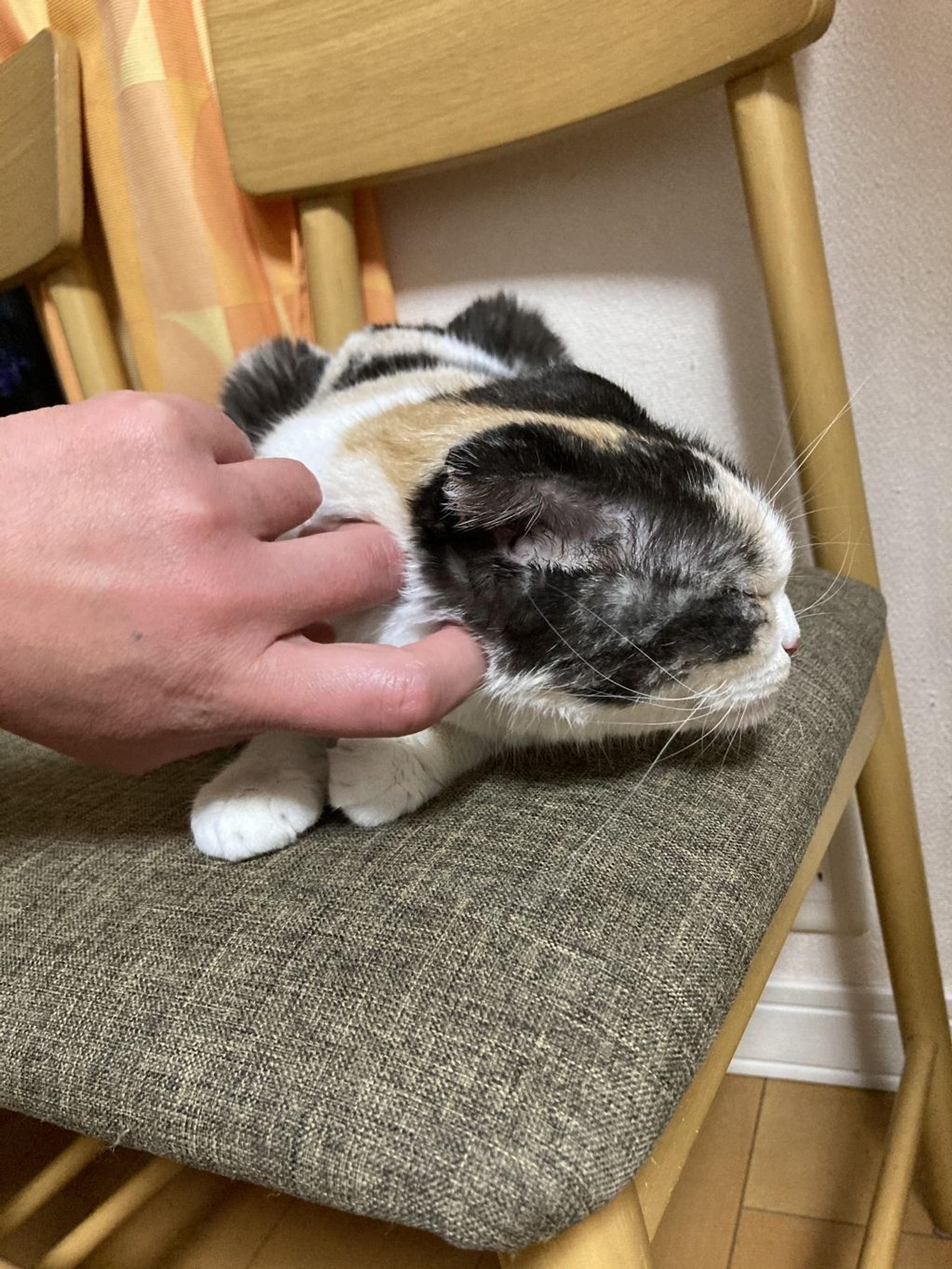 pet-image-5