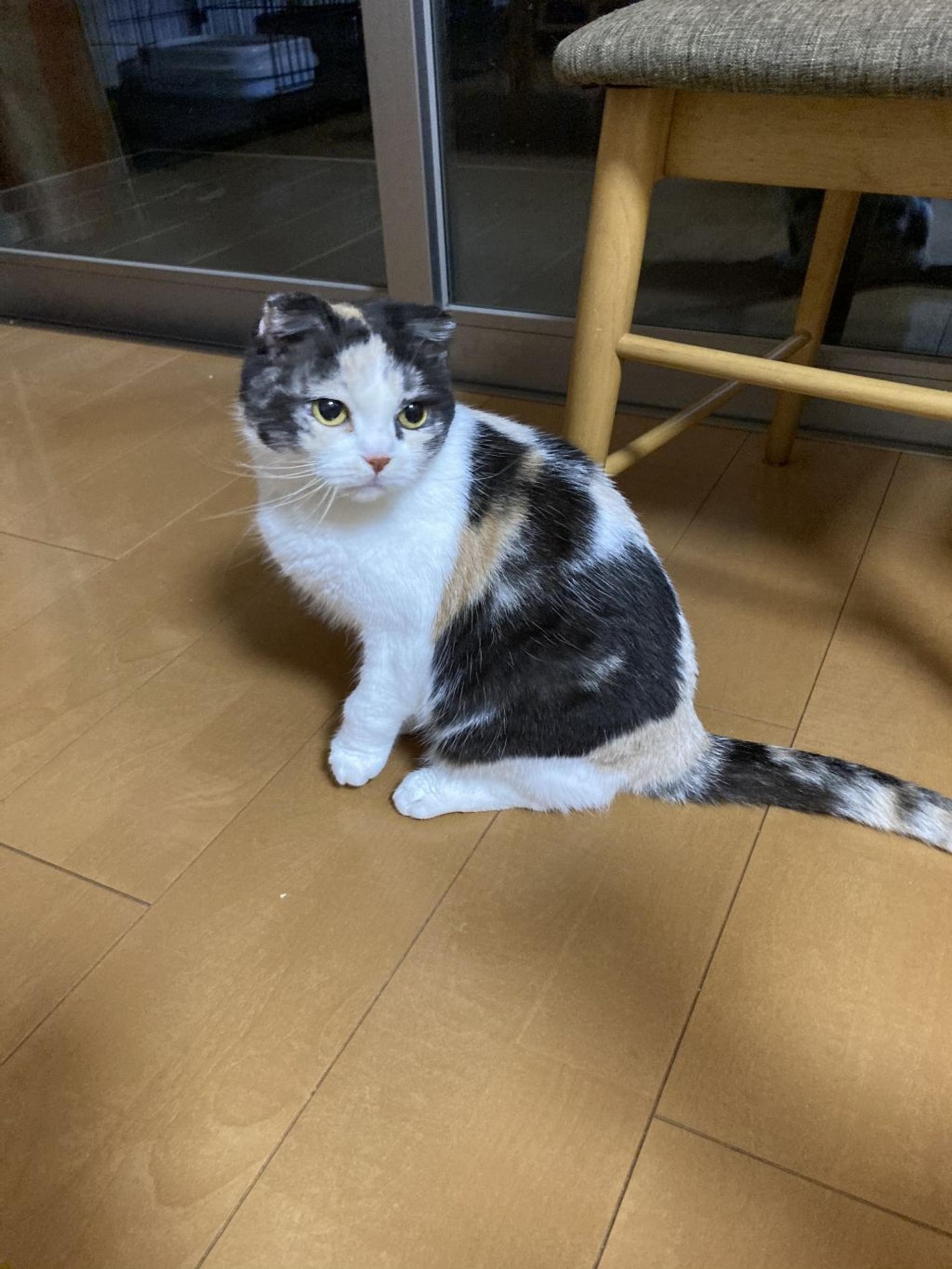 pet-image-6