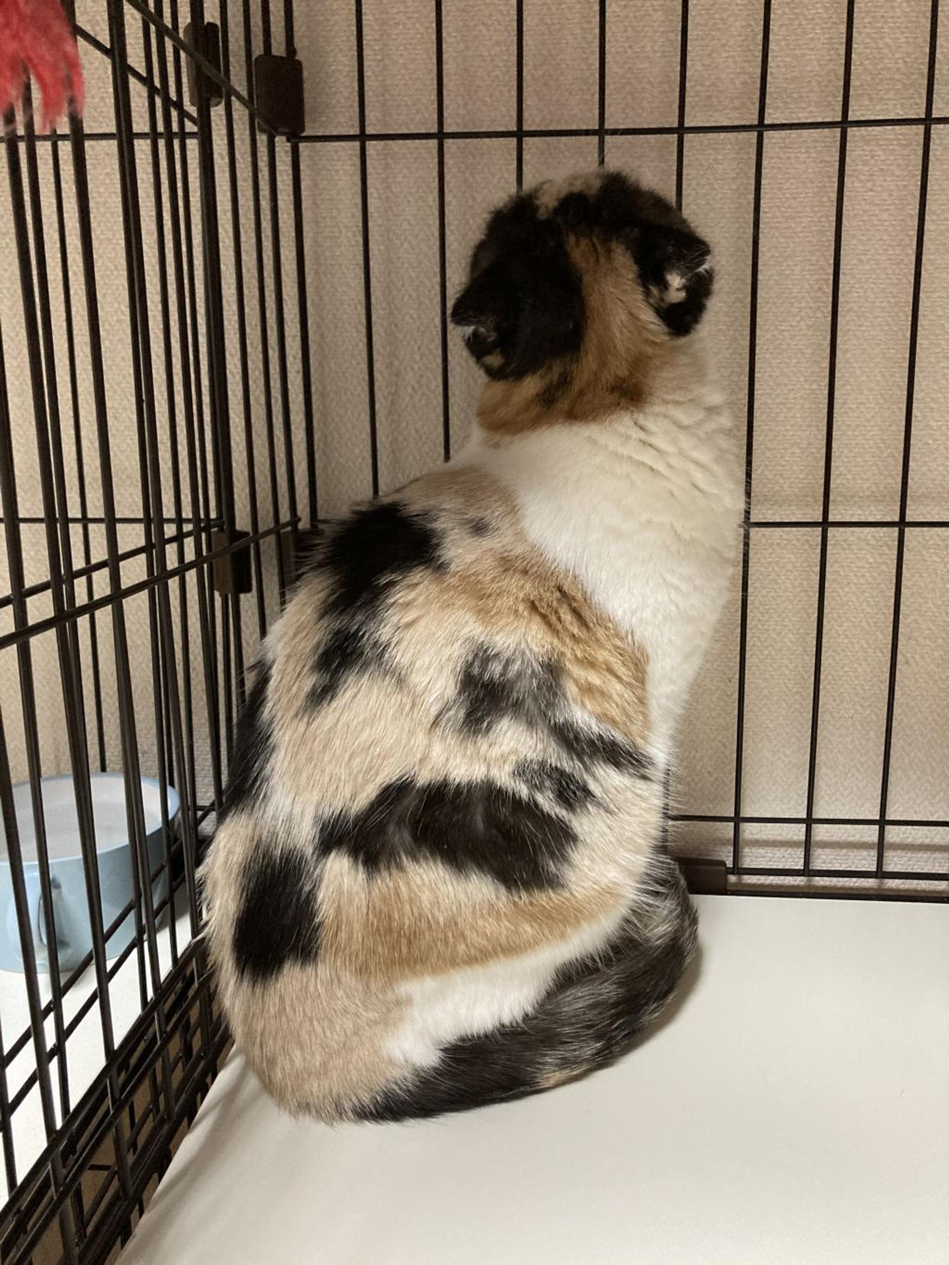 pet-image-8