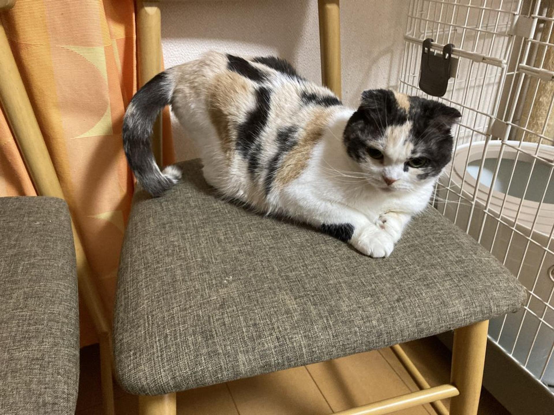 pet-image-9