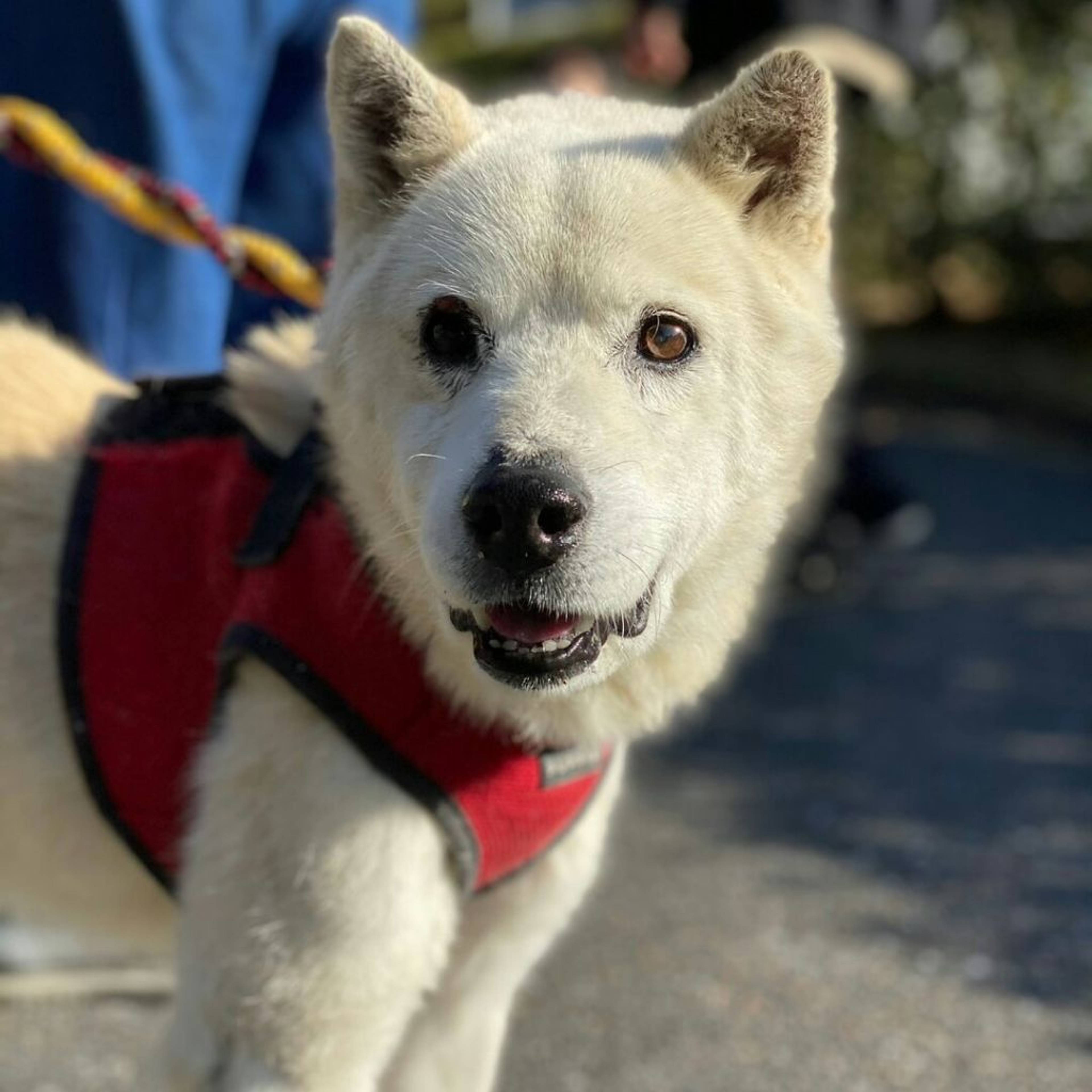 雑種（ミックス犬）・オスの里親募集の写真