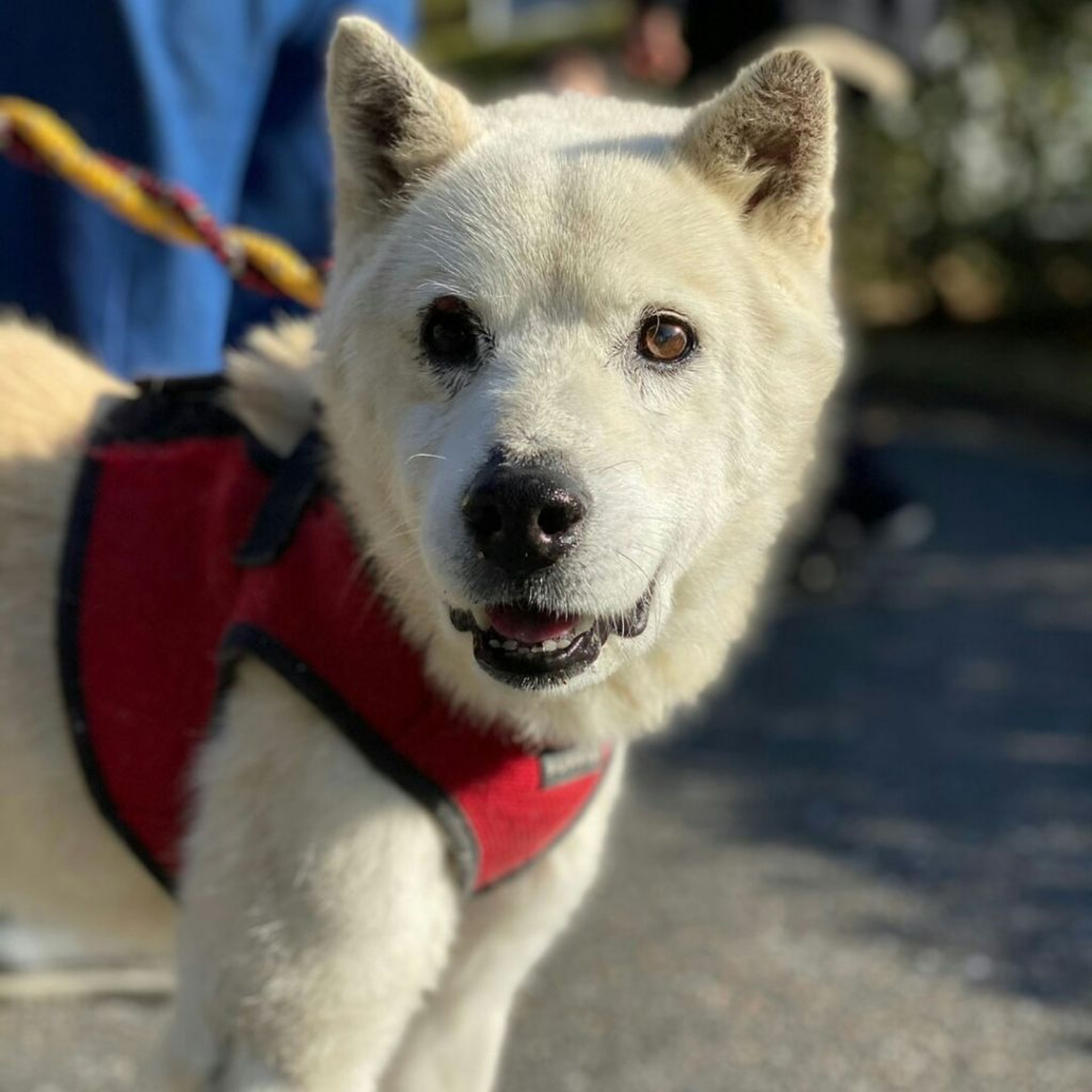 雑種（ミックス犬）・オスの里親募集の写真