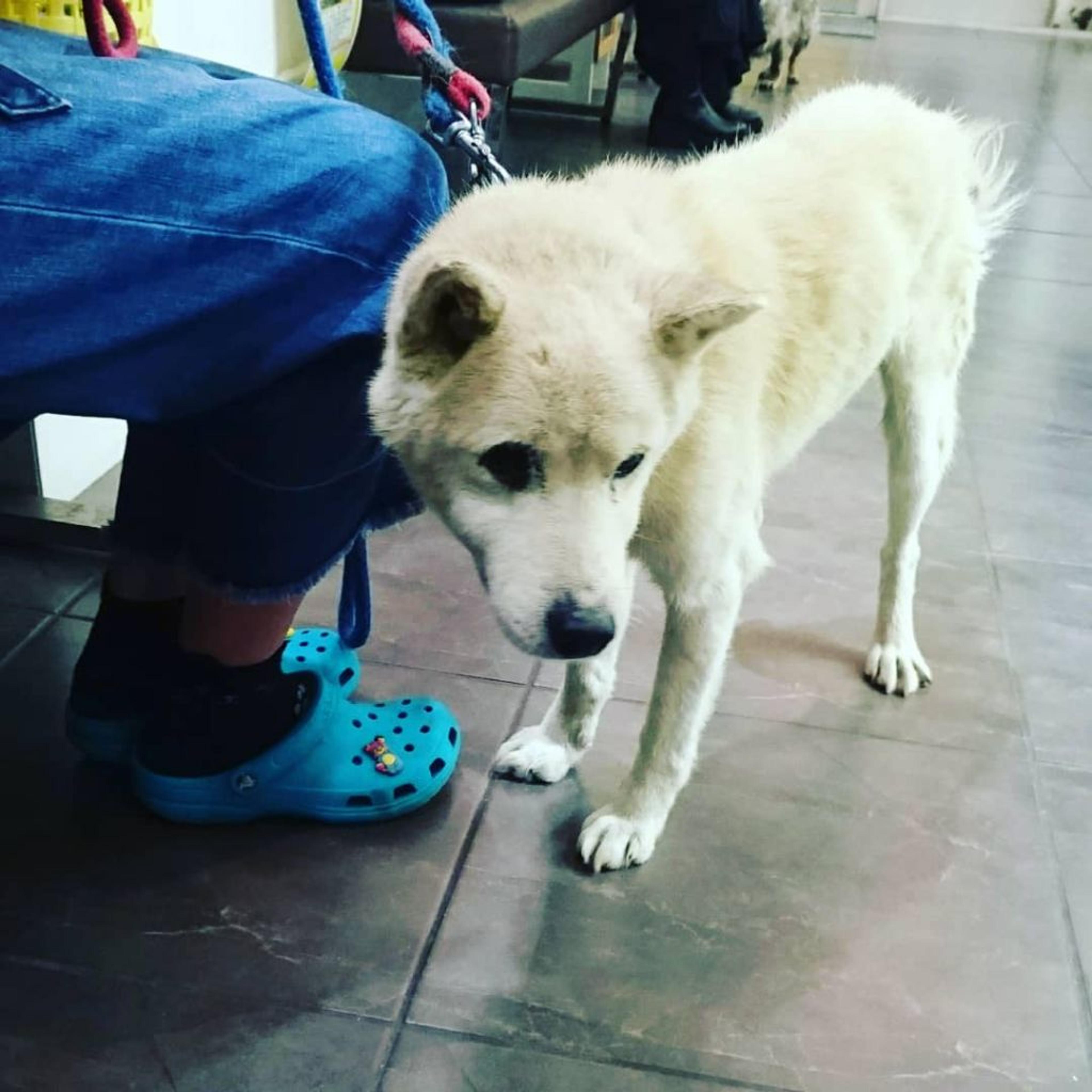 pet-image-2