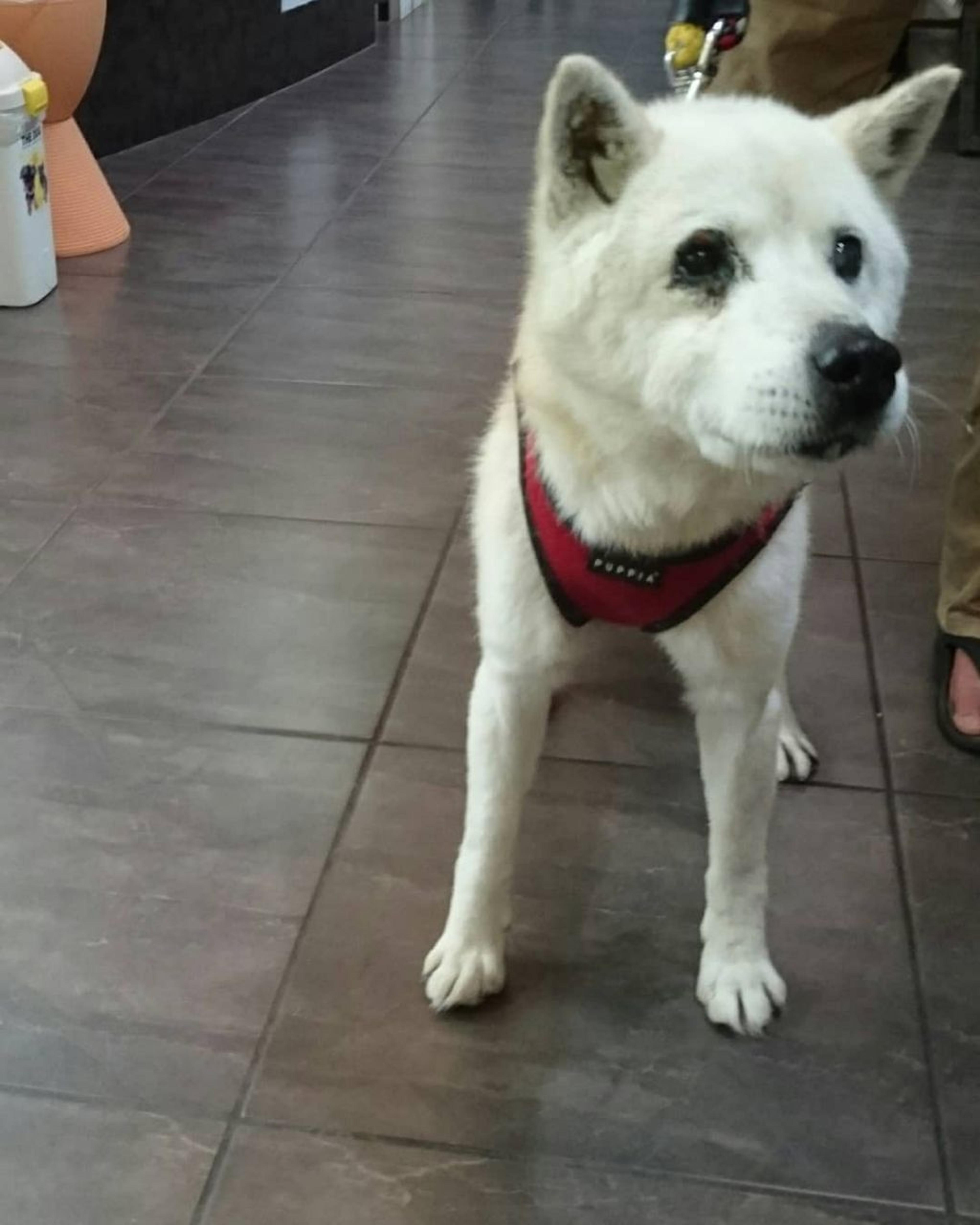 pet-image-3