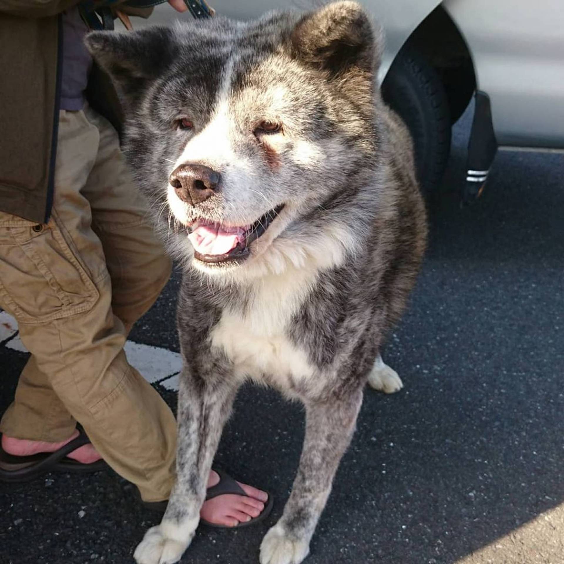 秋田犬・オスの里親募集の写真