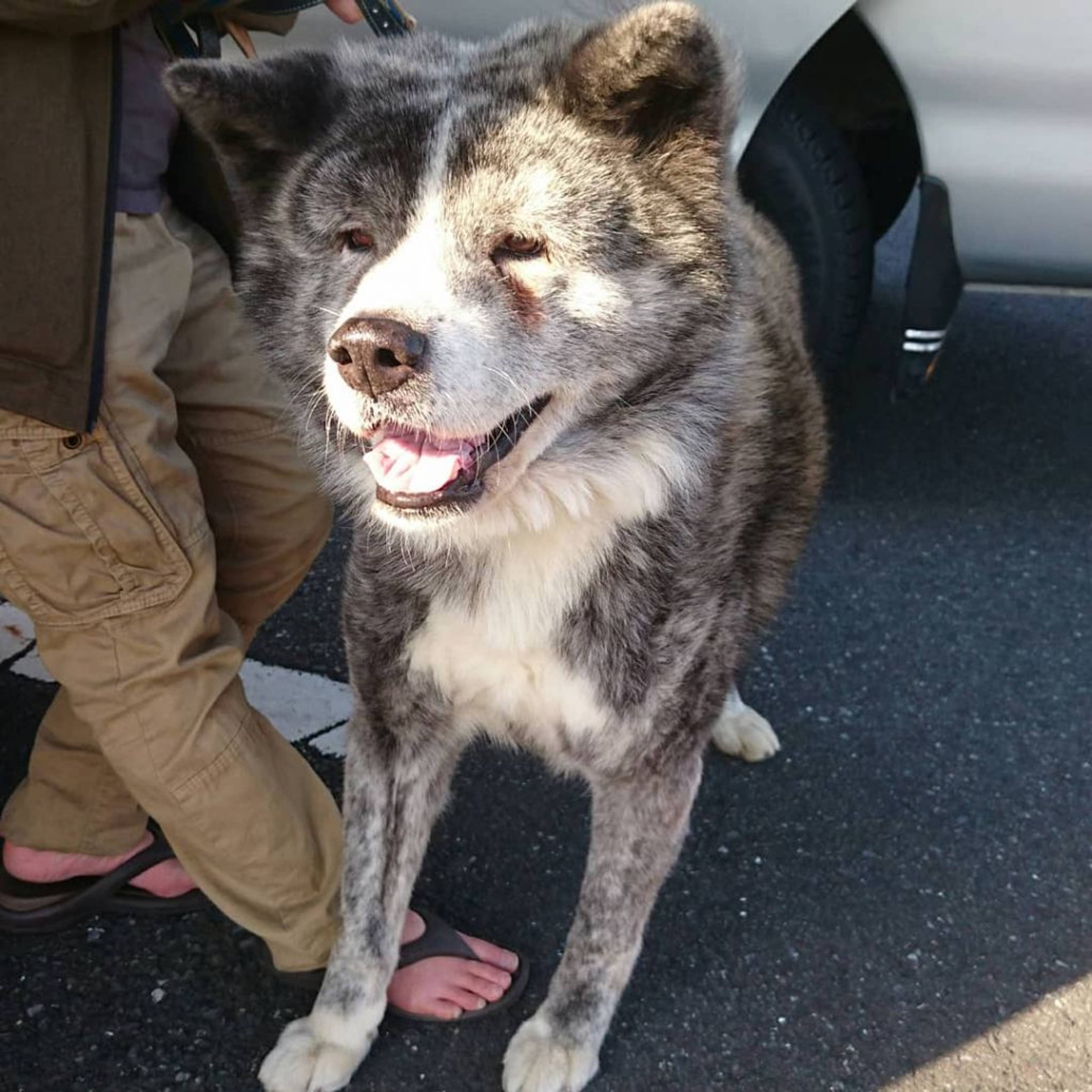 秋田犬・オスの里親募集の写真