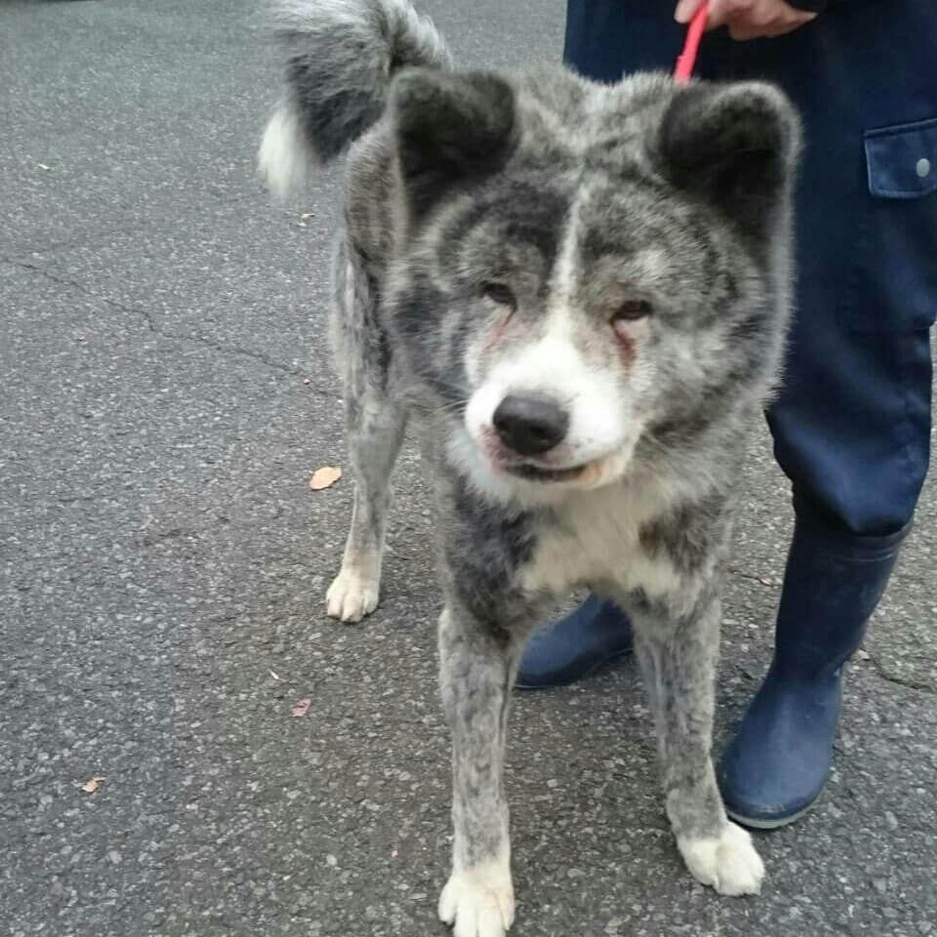 pet-image-2