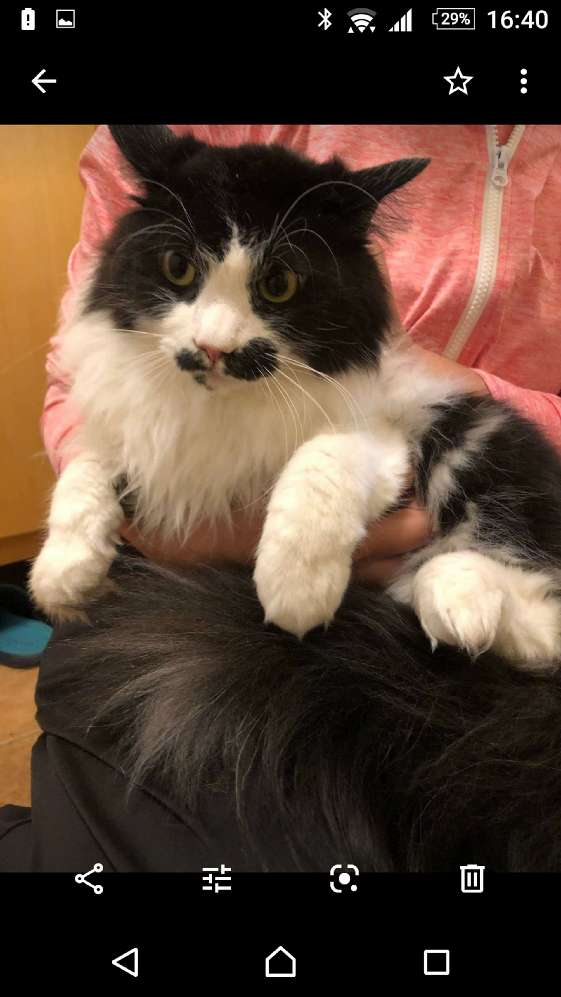 雑種（ミックス猫）・オスの里親募集の写真