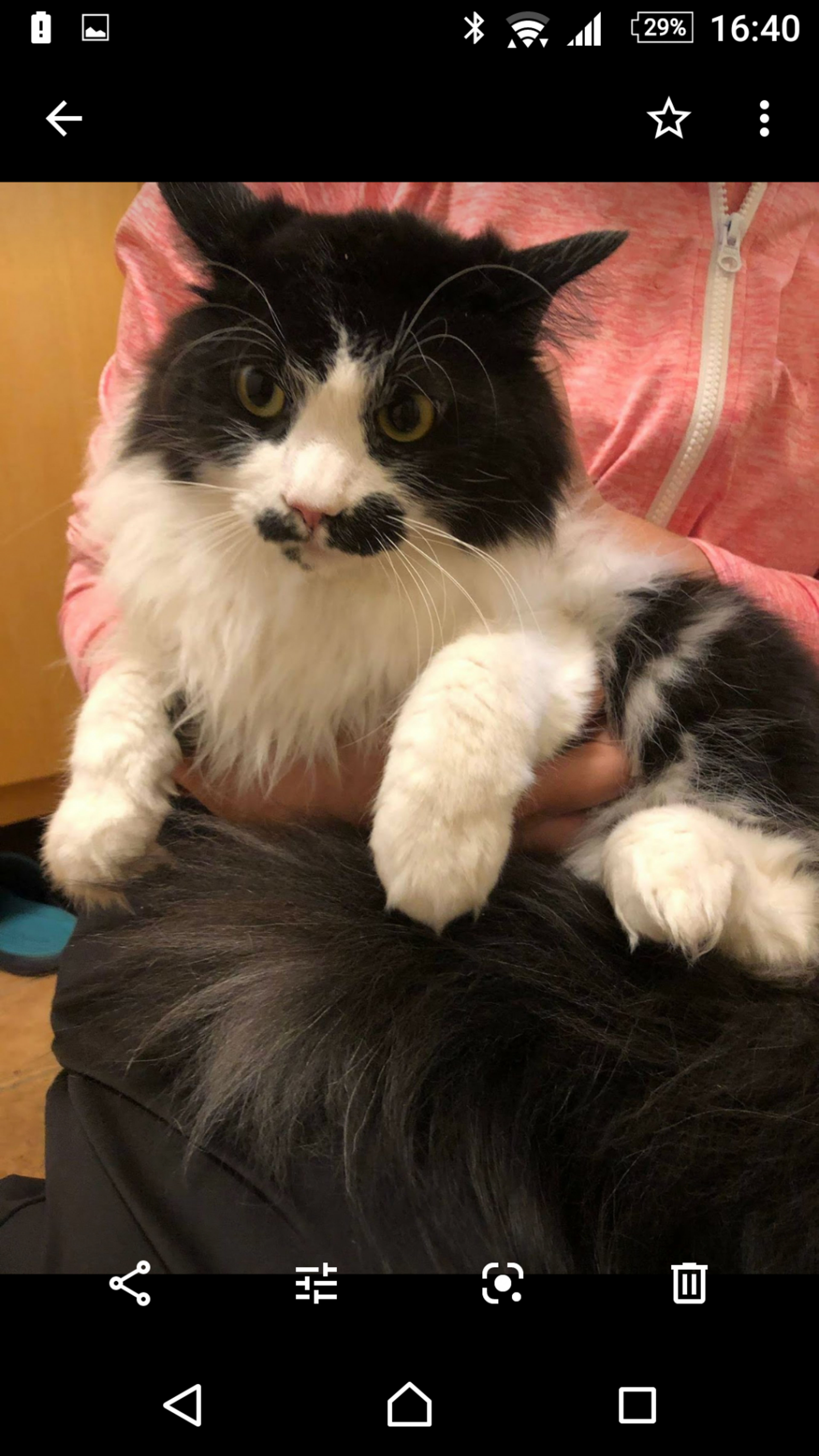 雑種（ミックス猫）・オスの里親募集の写真