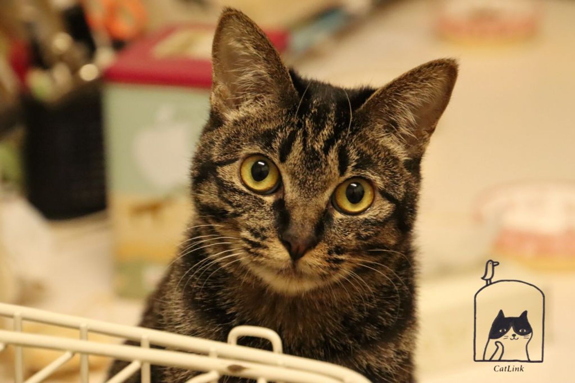 雑種（ミックス猫）・オスの里親募集の写真