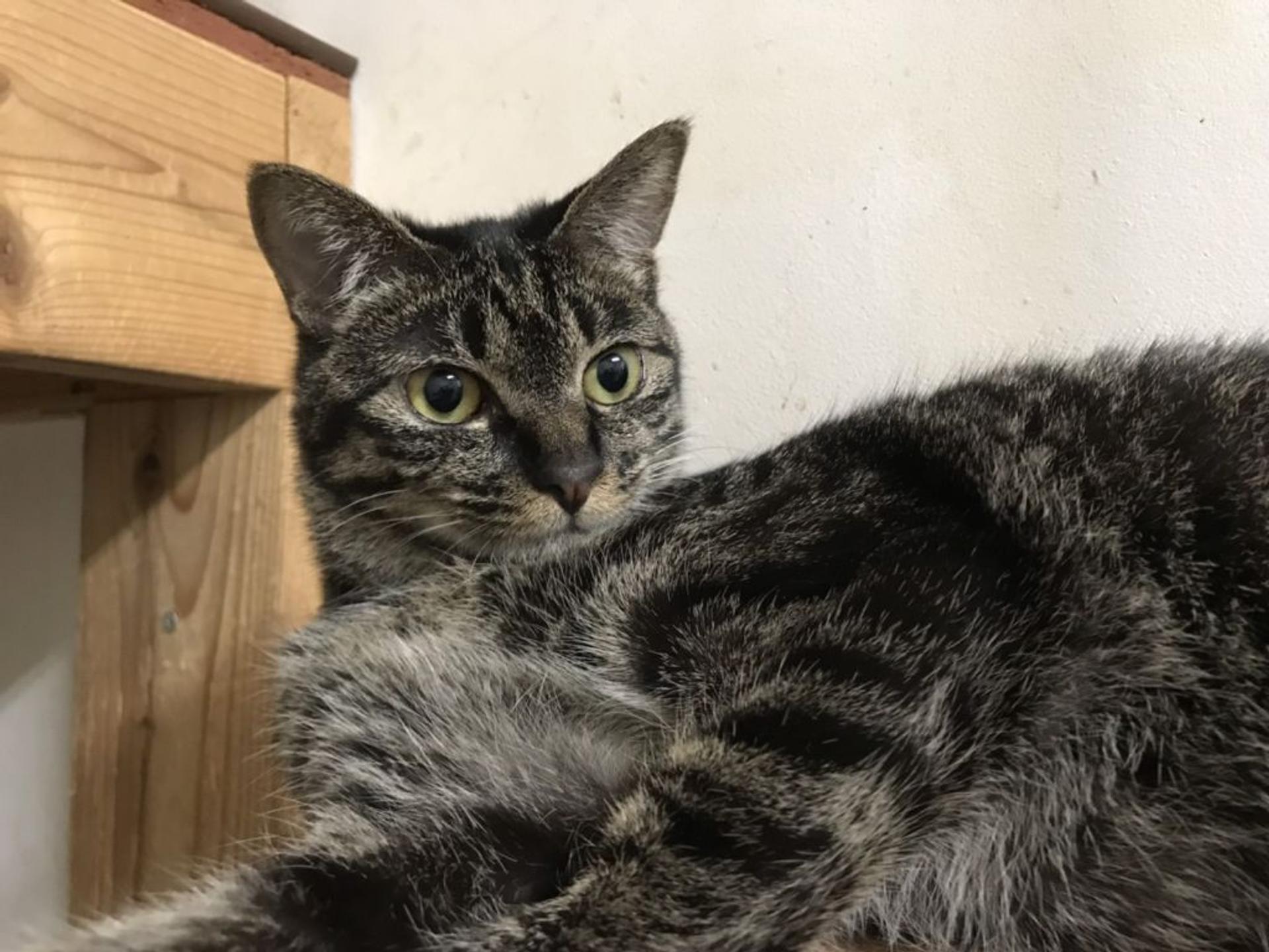 pet-image-4