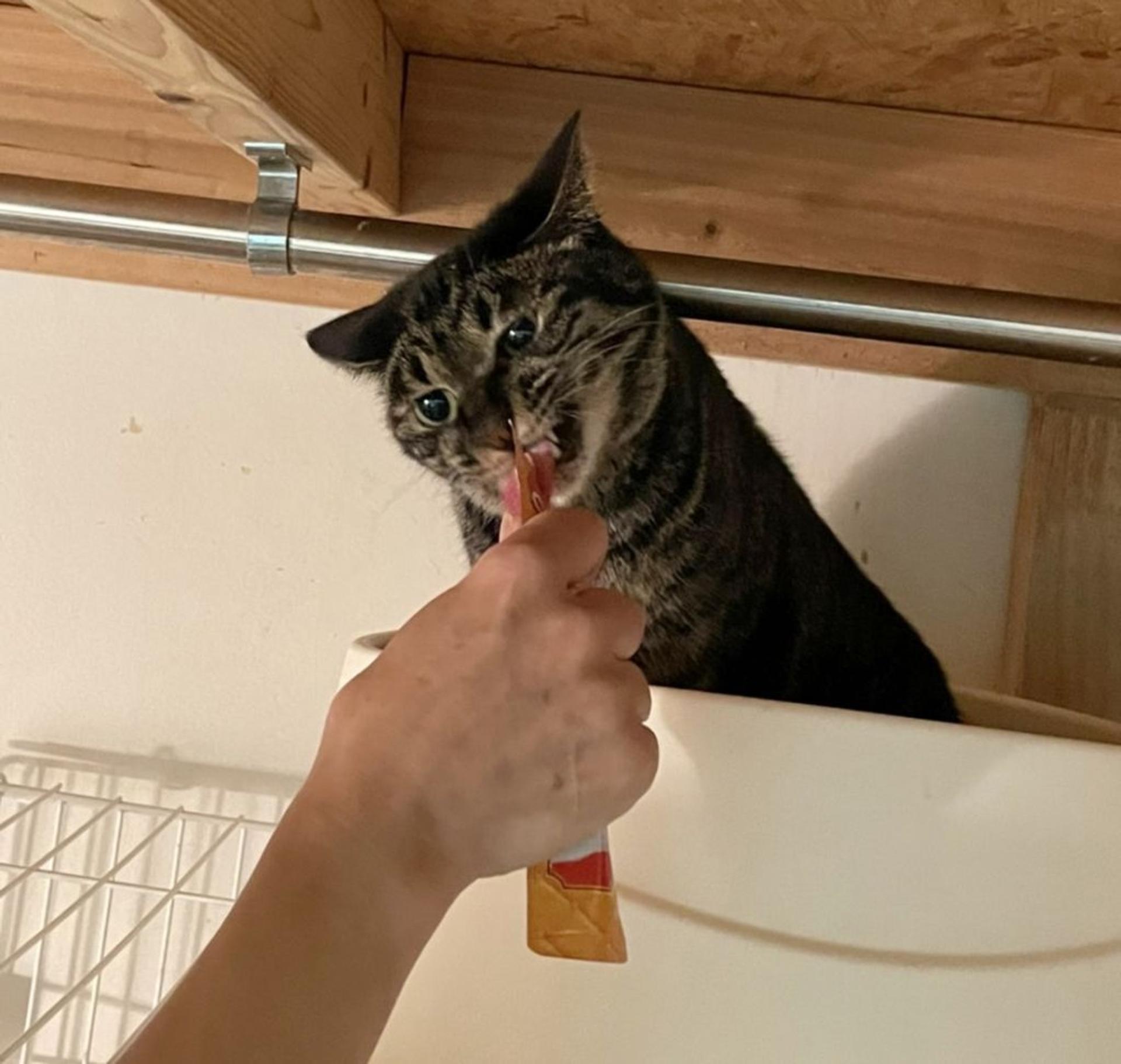 pet-image-6