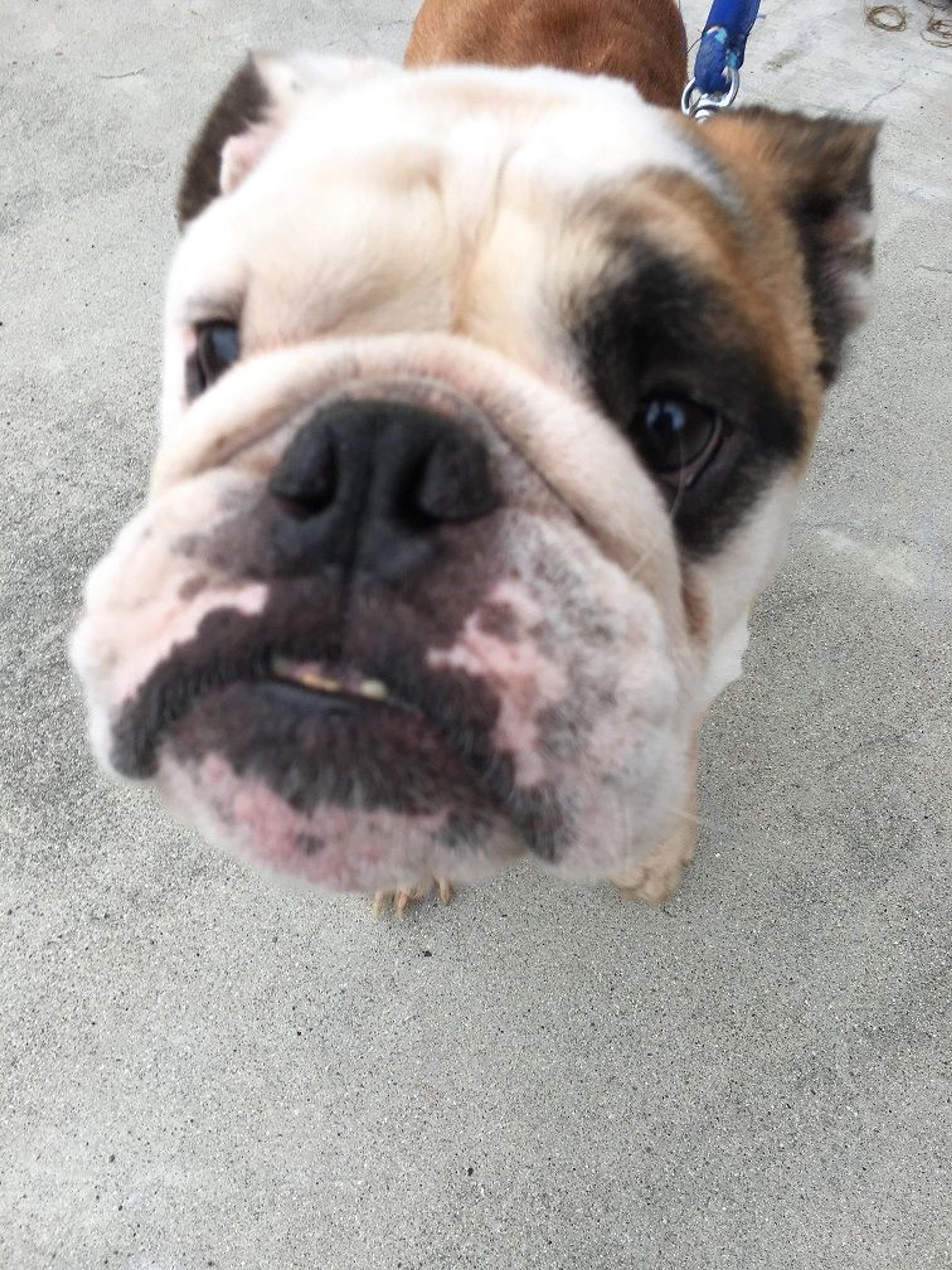 pet-image-2