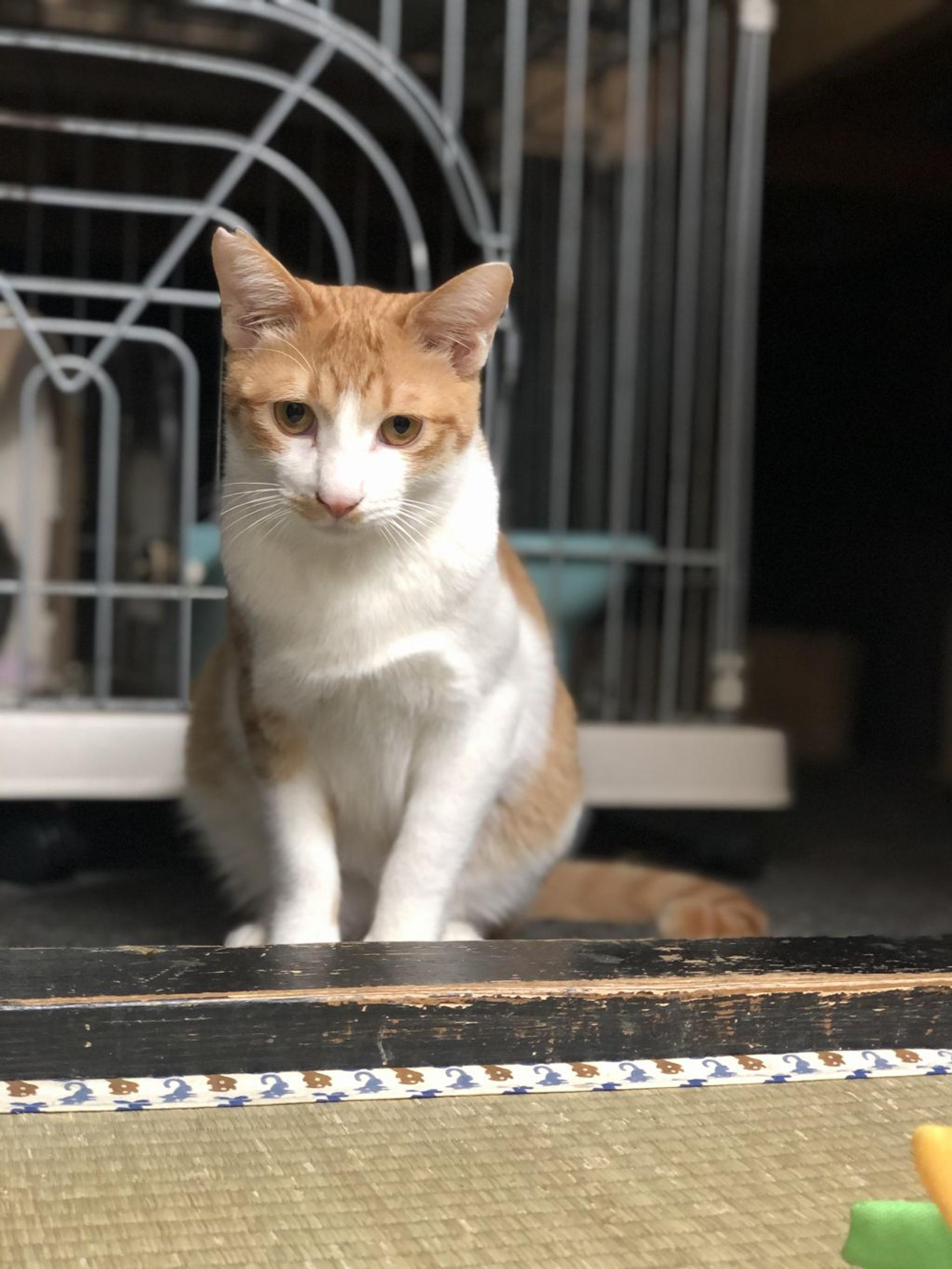 pet-image-3