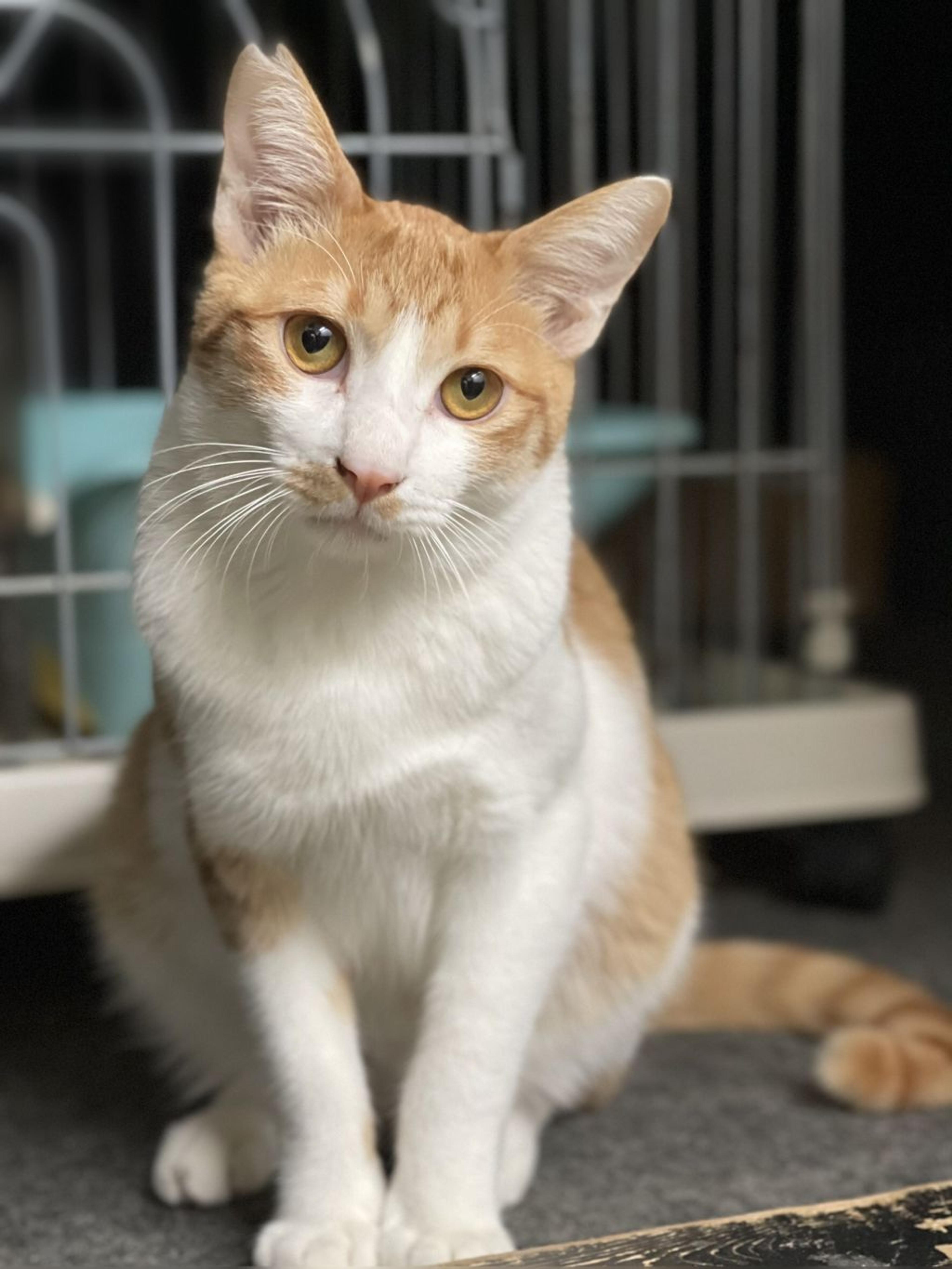 pet-image-4