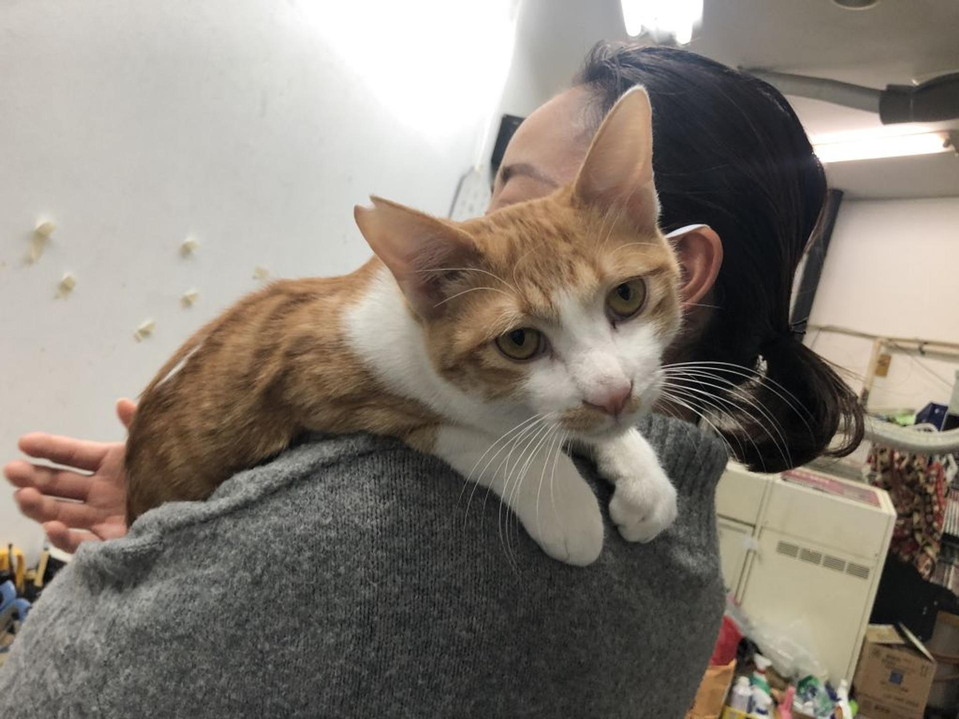 pet-image-2