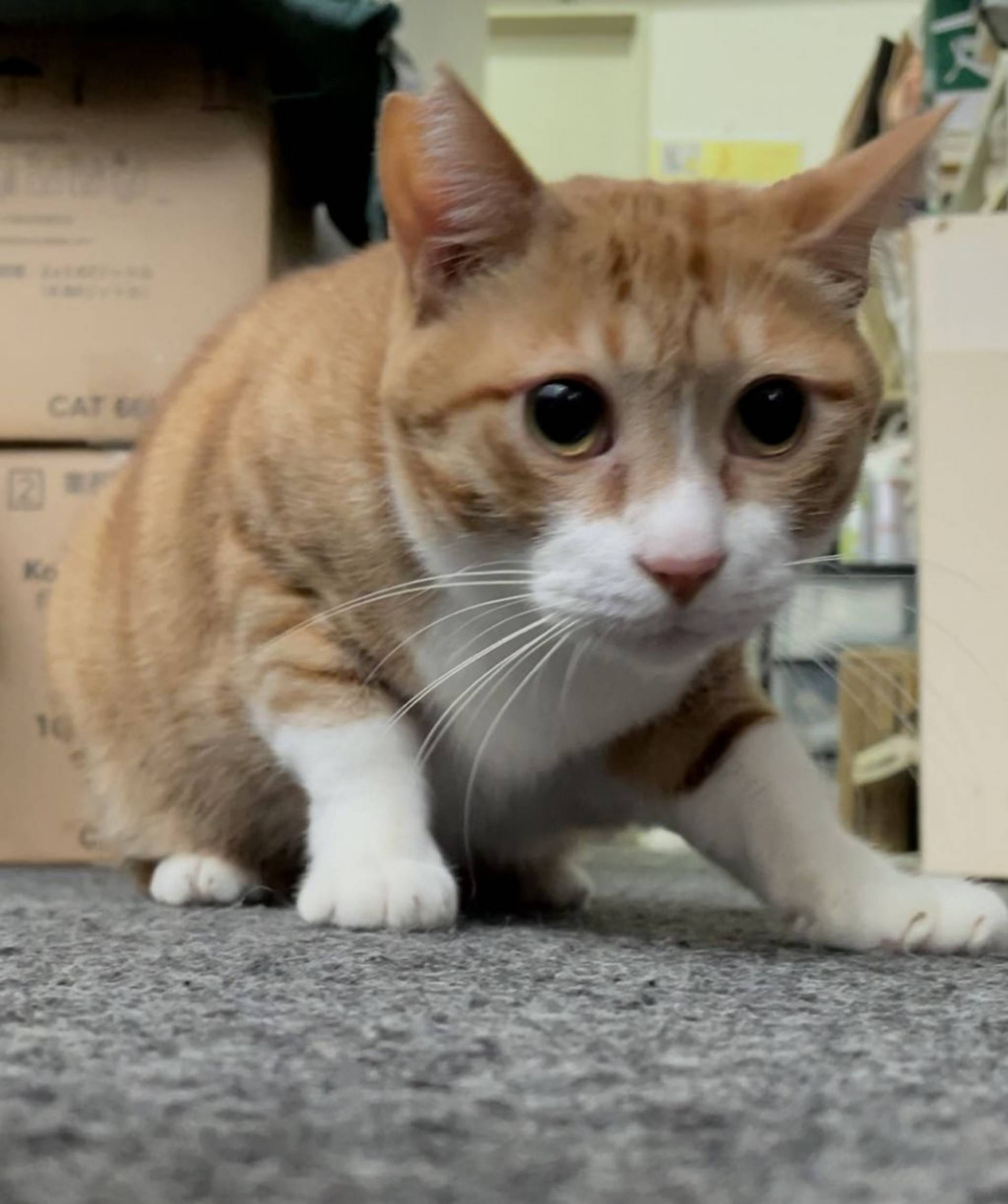 雑種（ミックス猫）・オスの里親募集の写真