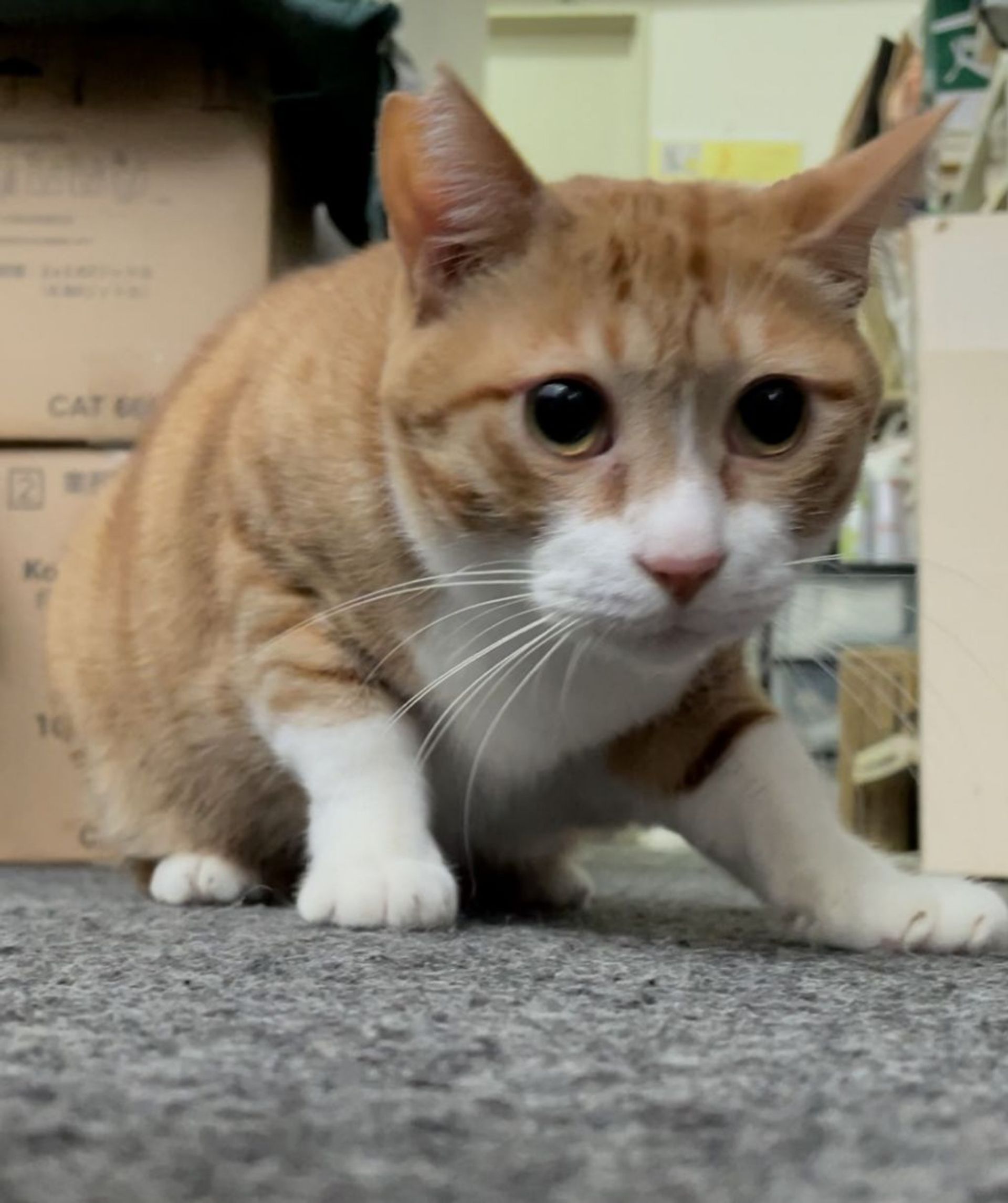 雑種（ミックス猫）・オスの里親募集の写真