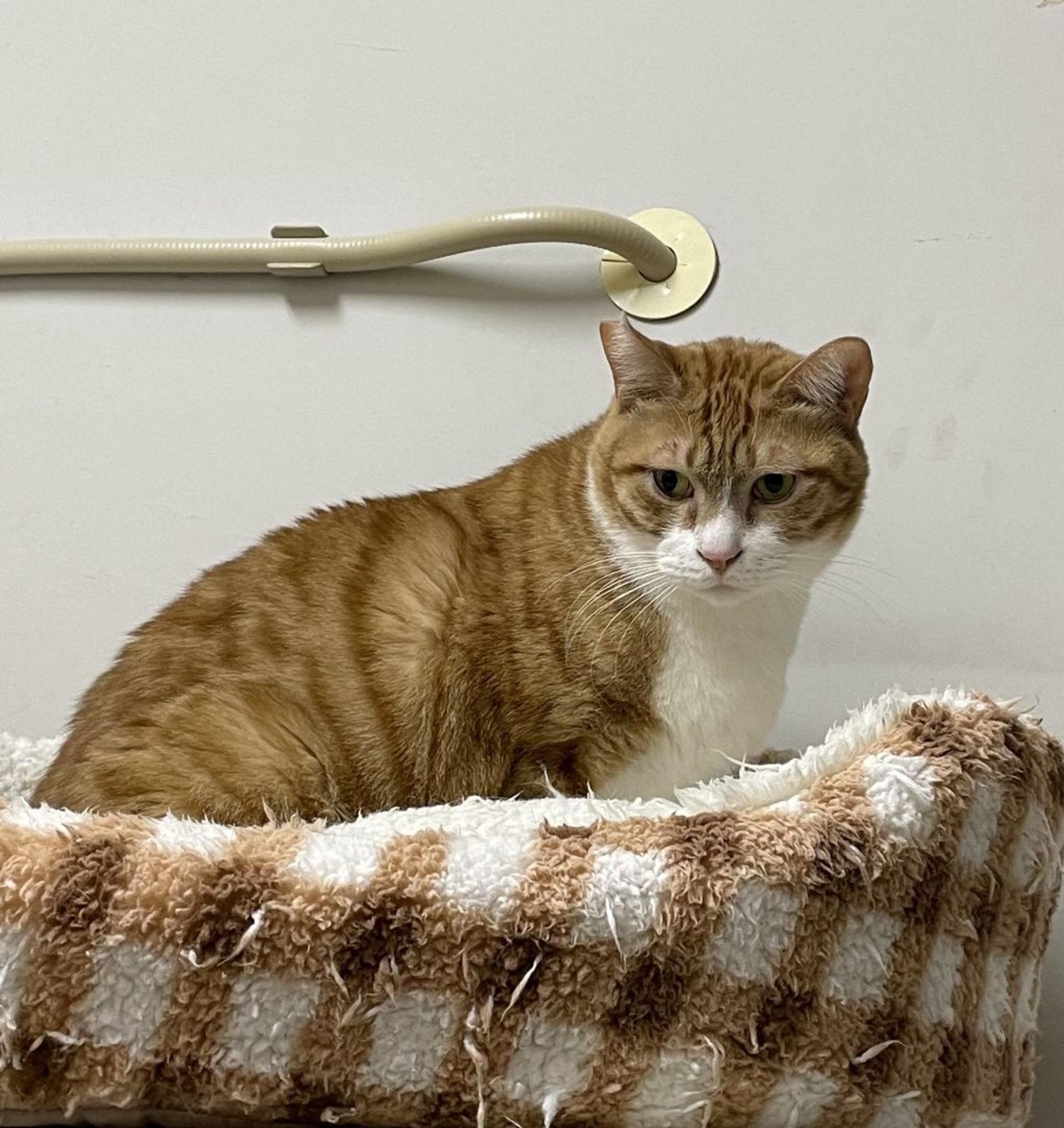 pet-image-6