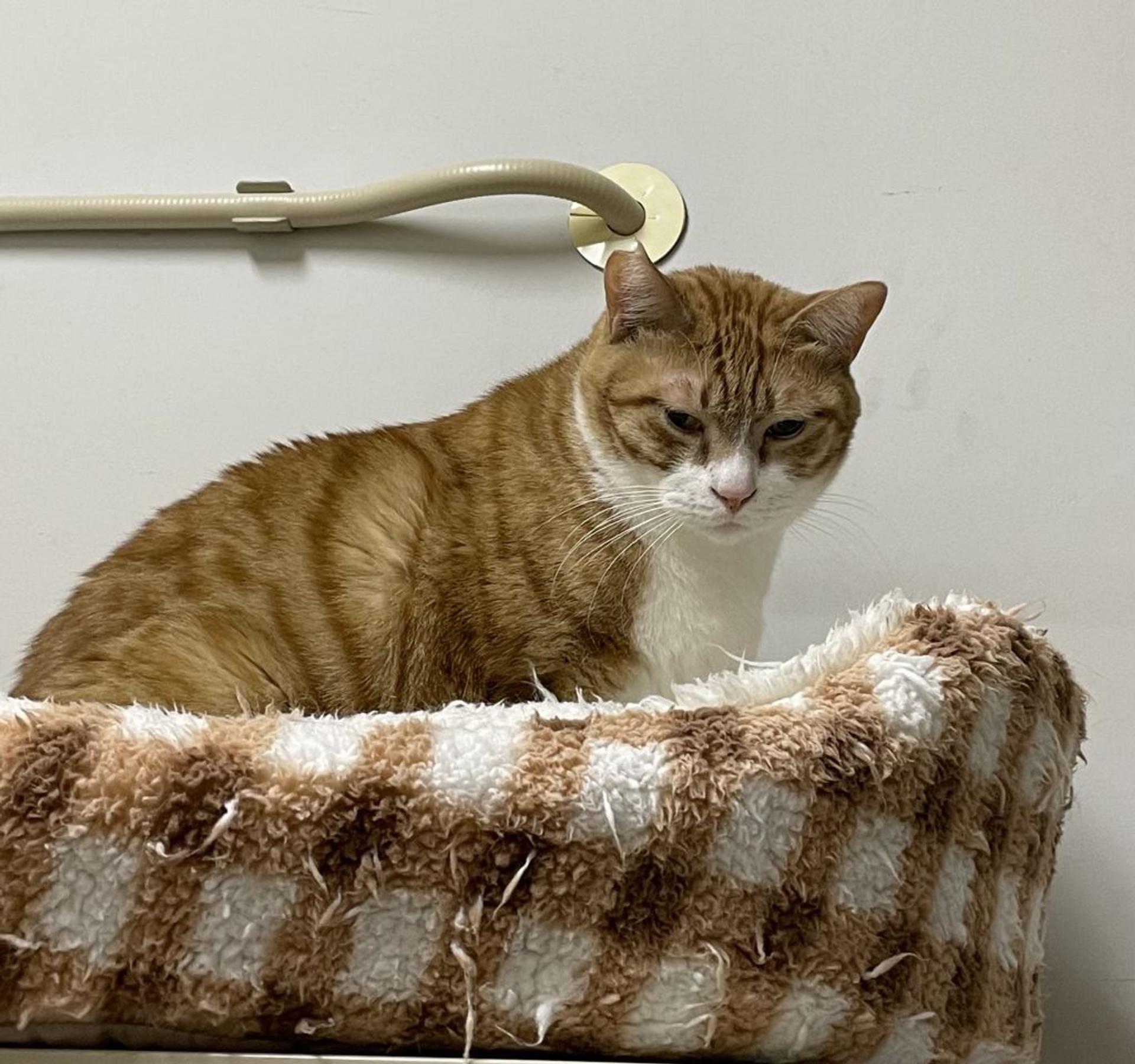 pet-image-8