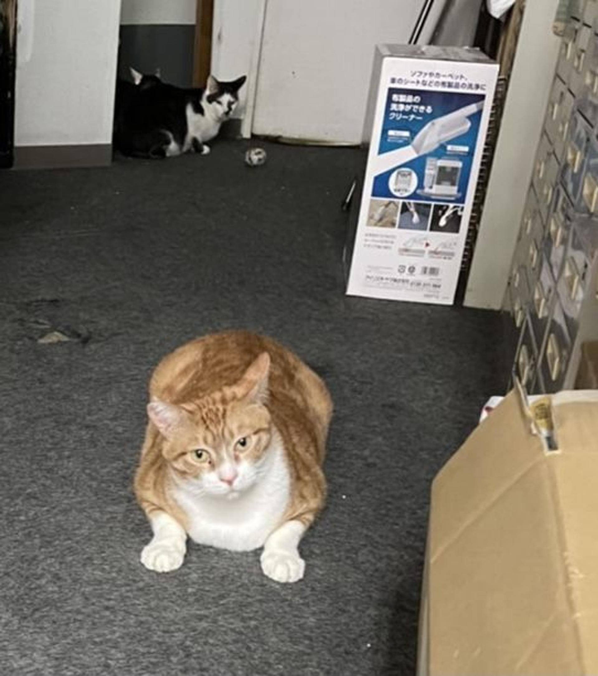 pet-image-9