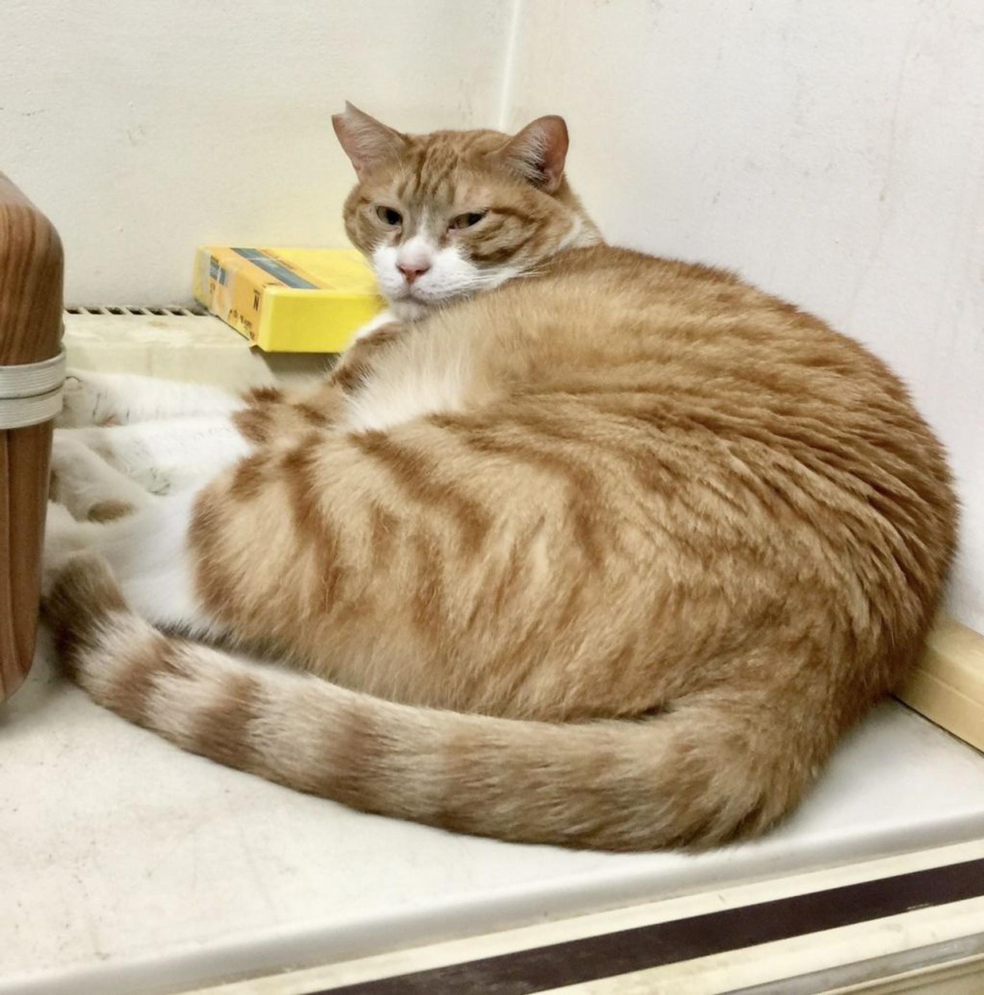 pet-image-5