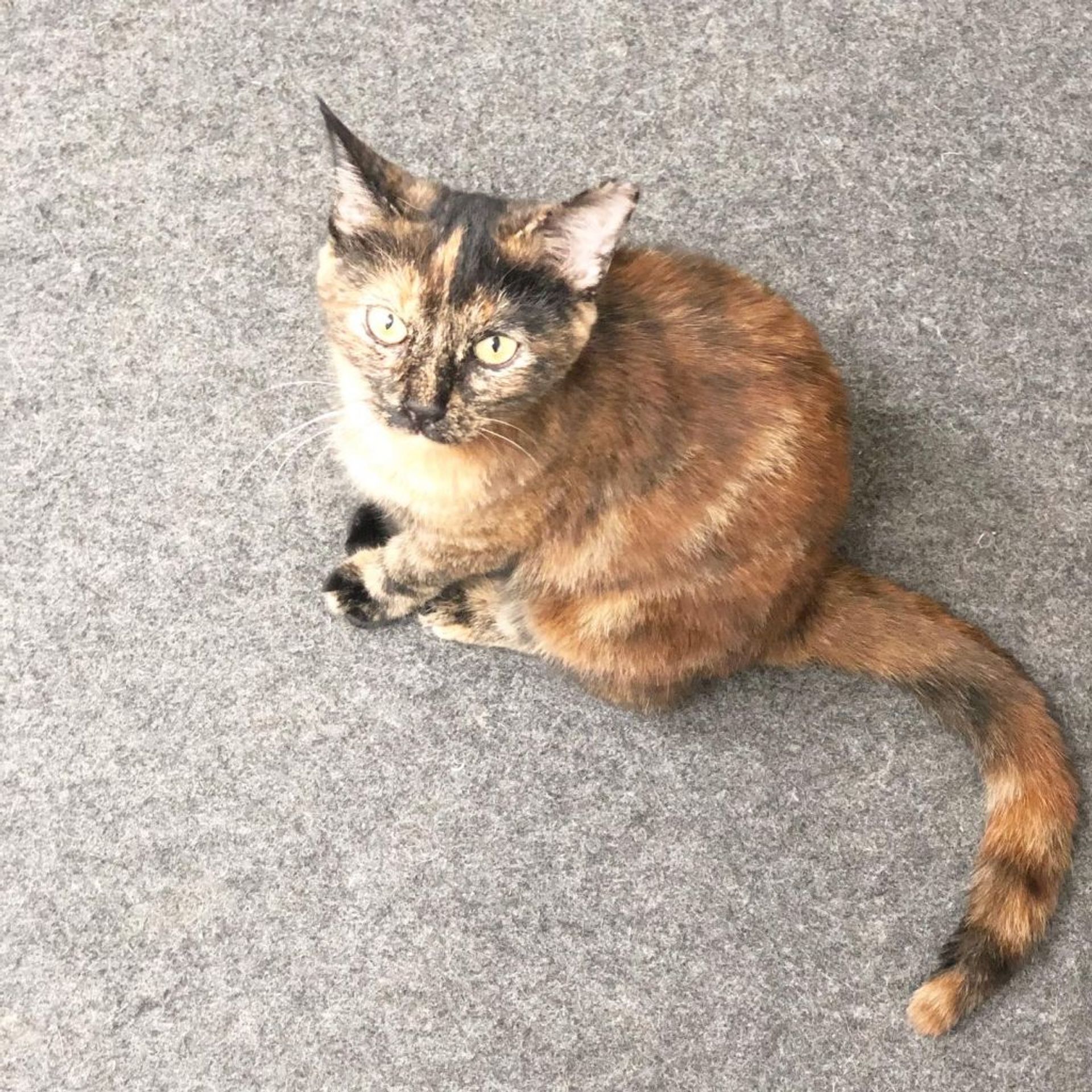 雑種（ミックス猫）・メスの里親募集の写真