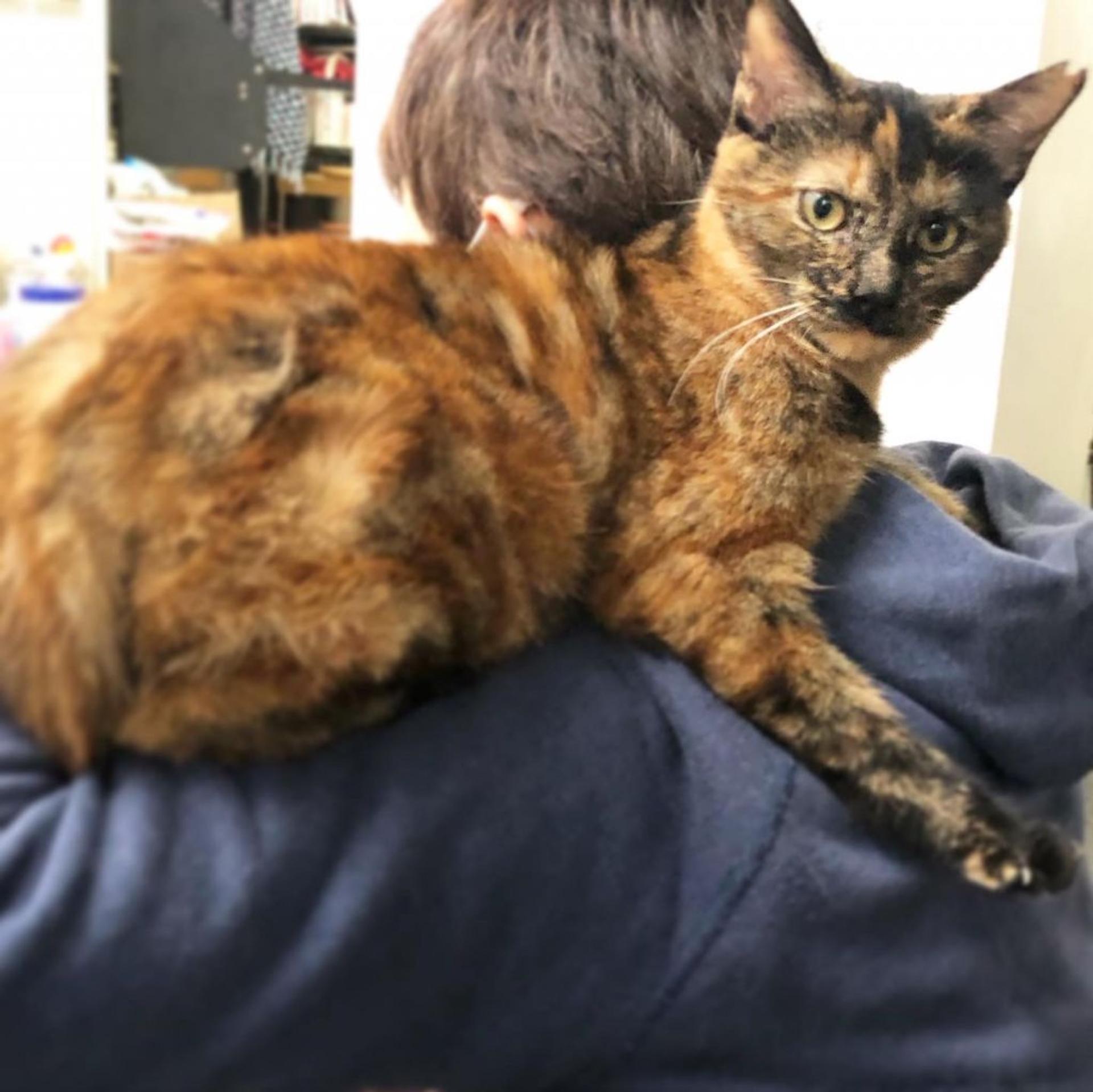 pet-image-3
