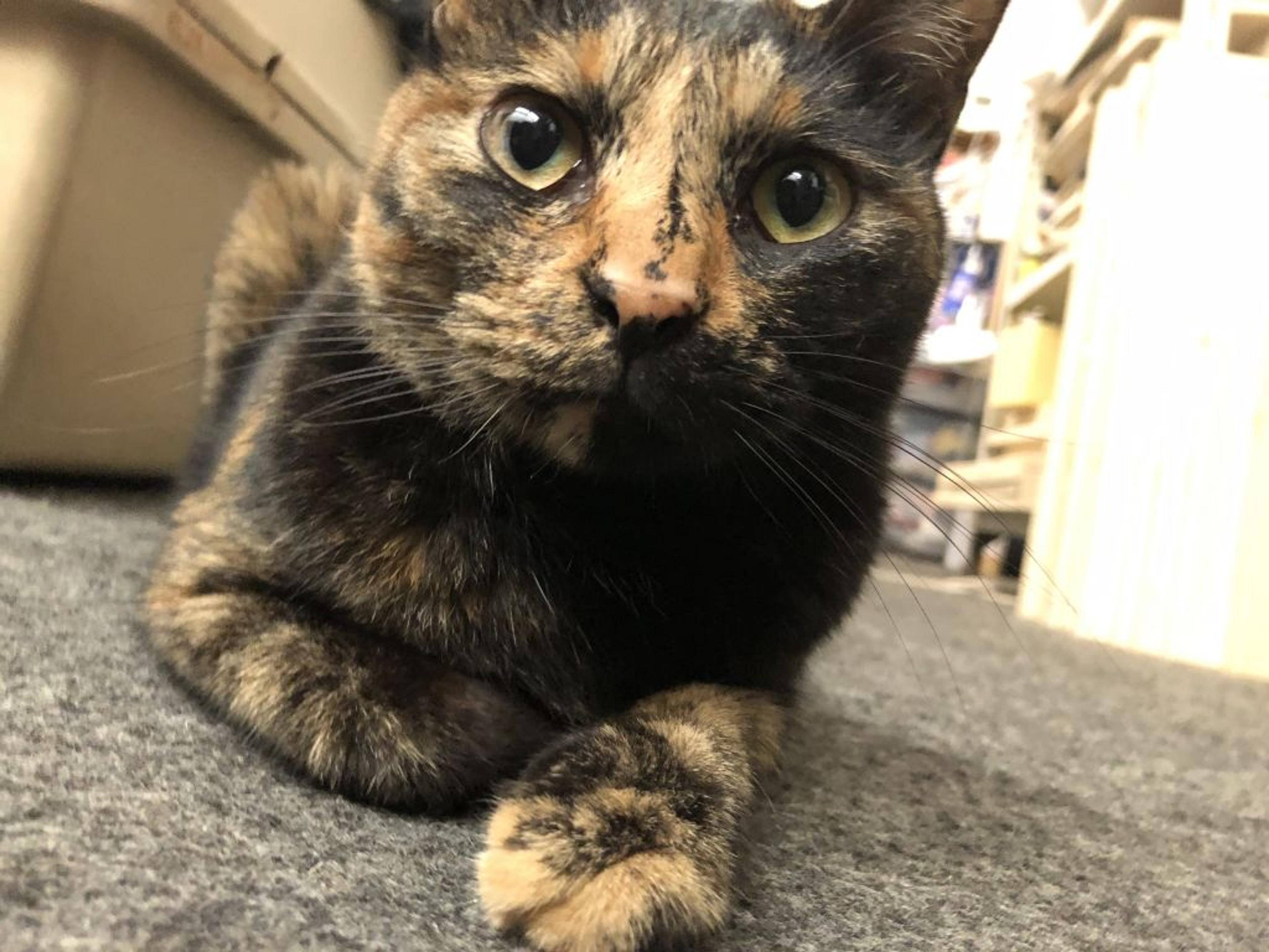 pet-image-2
