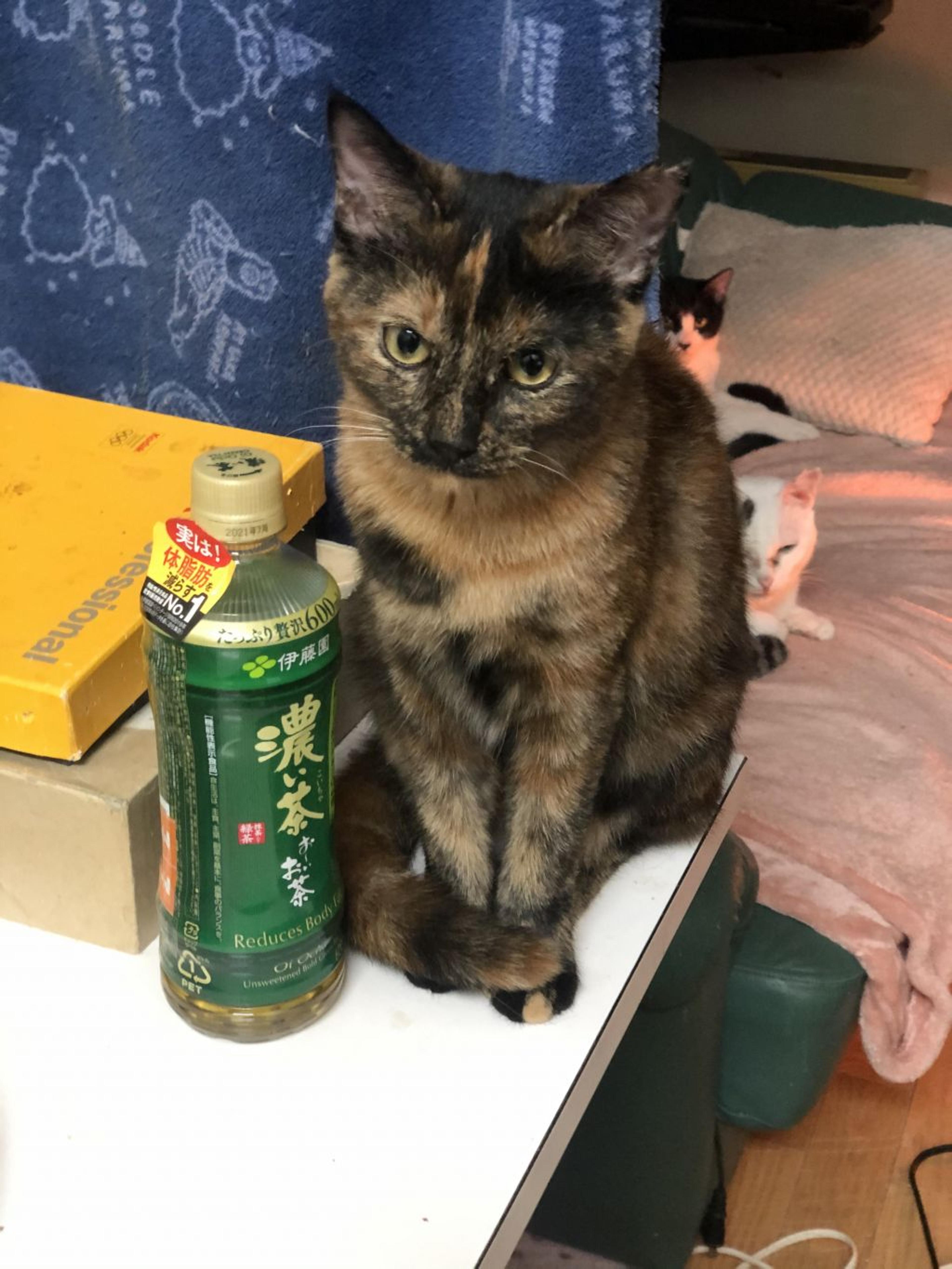 pet-image-5