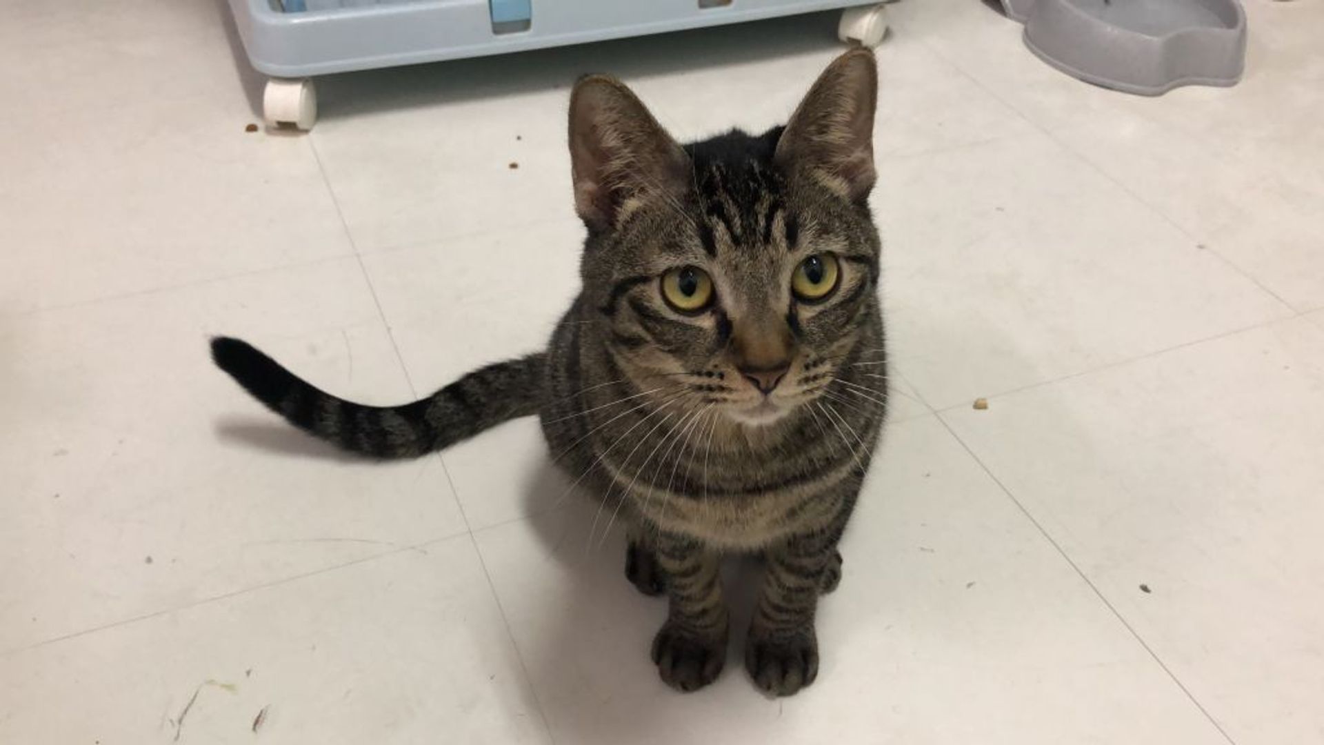雑種（ミックス猫）・オスの里親募集の写真