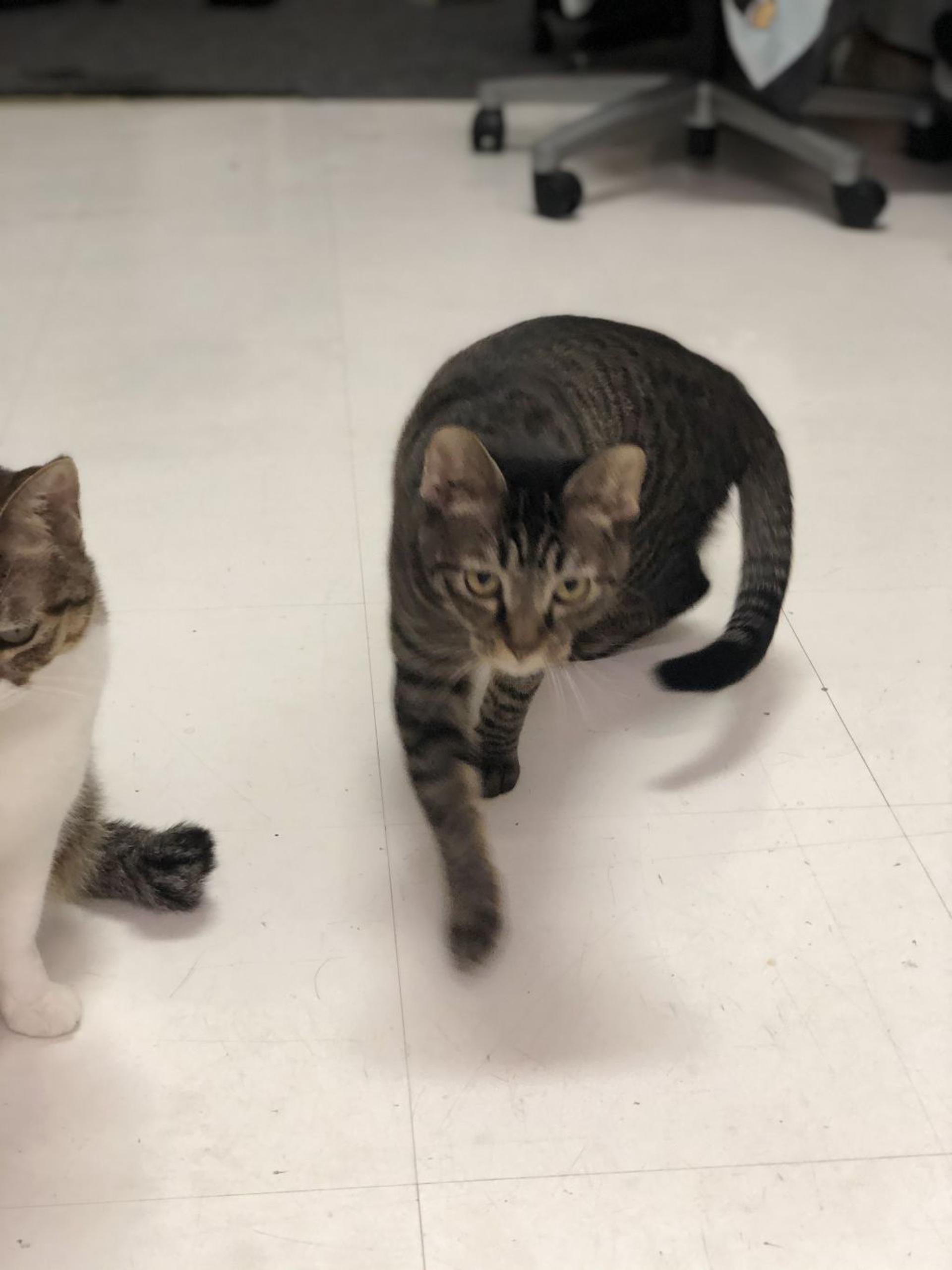 pet-image-5