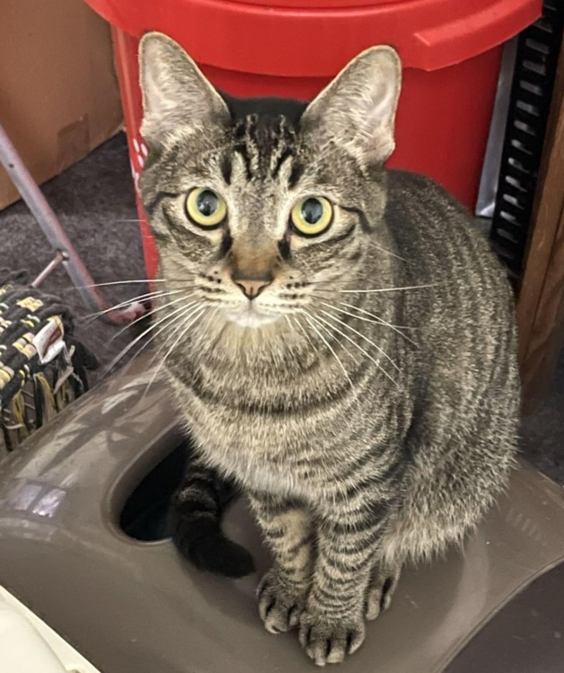 pet-image-4