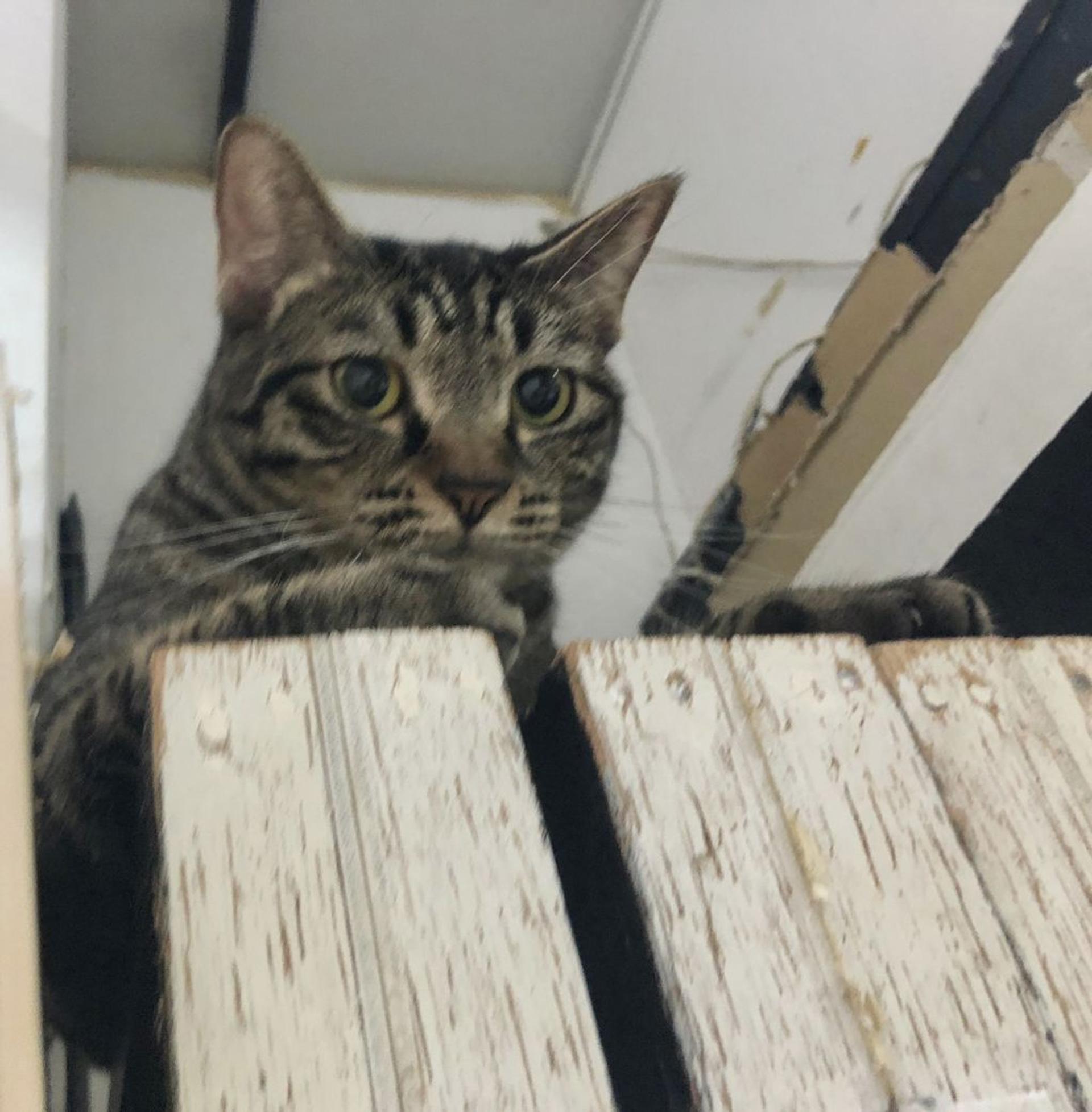 pet-image-8