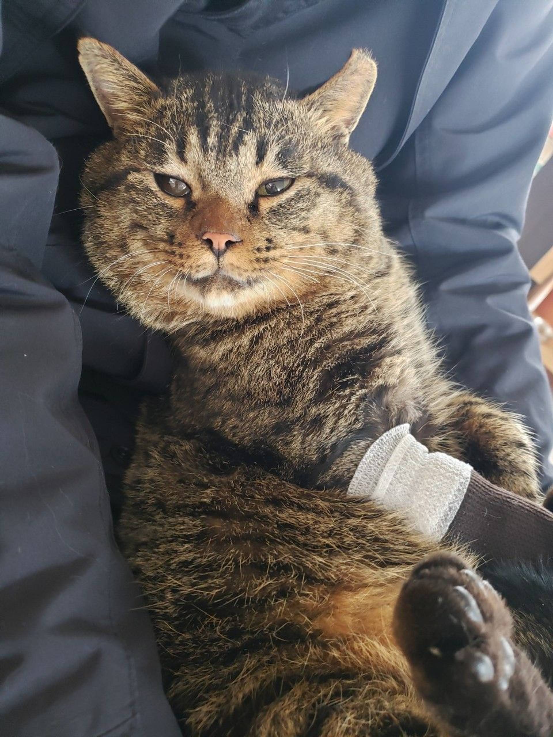 雑種（ミックス猫）・オスの里親募集の写真