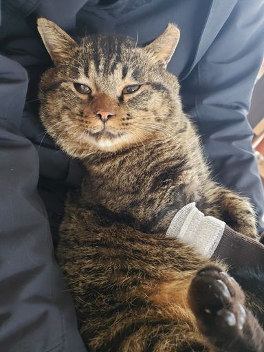 シャンクスの写真