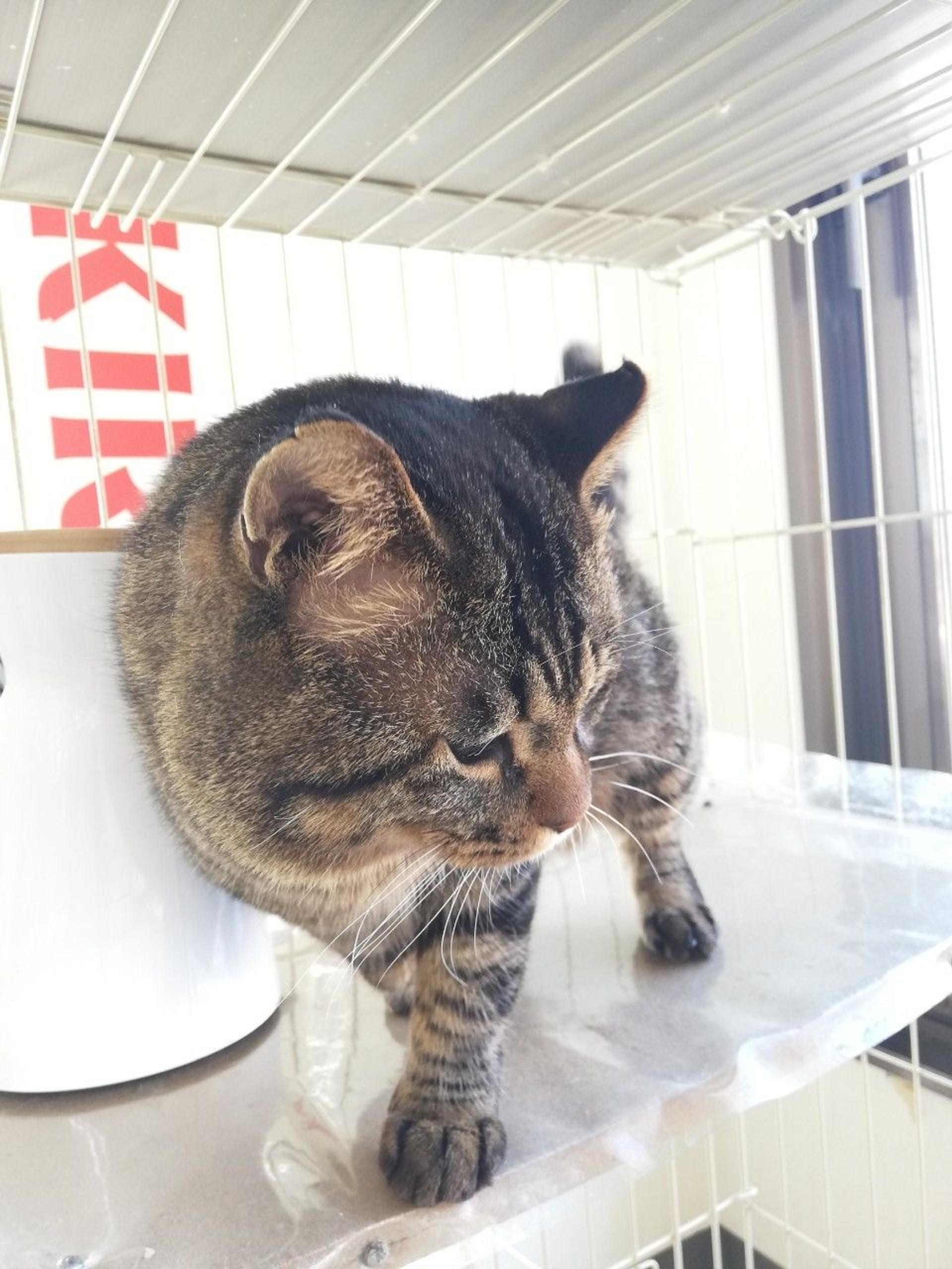 pet-image-3