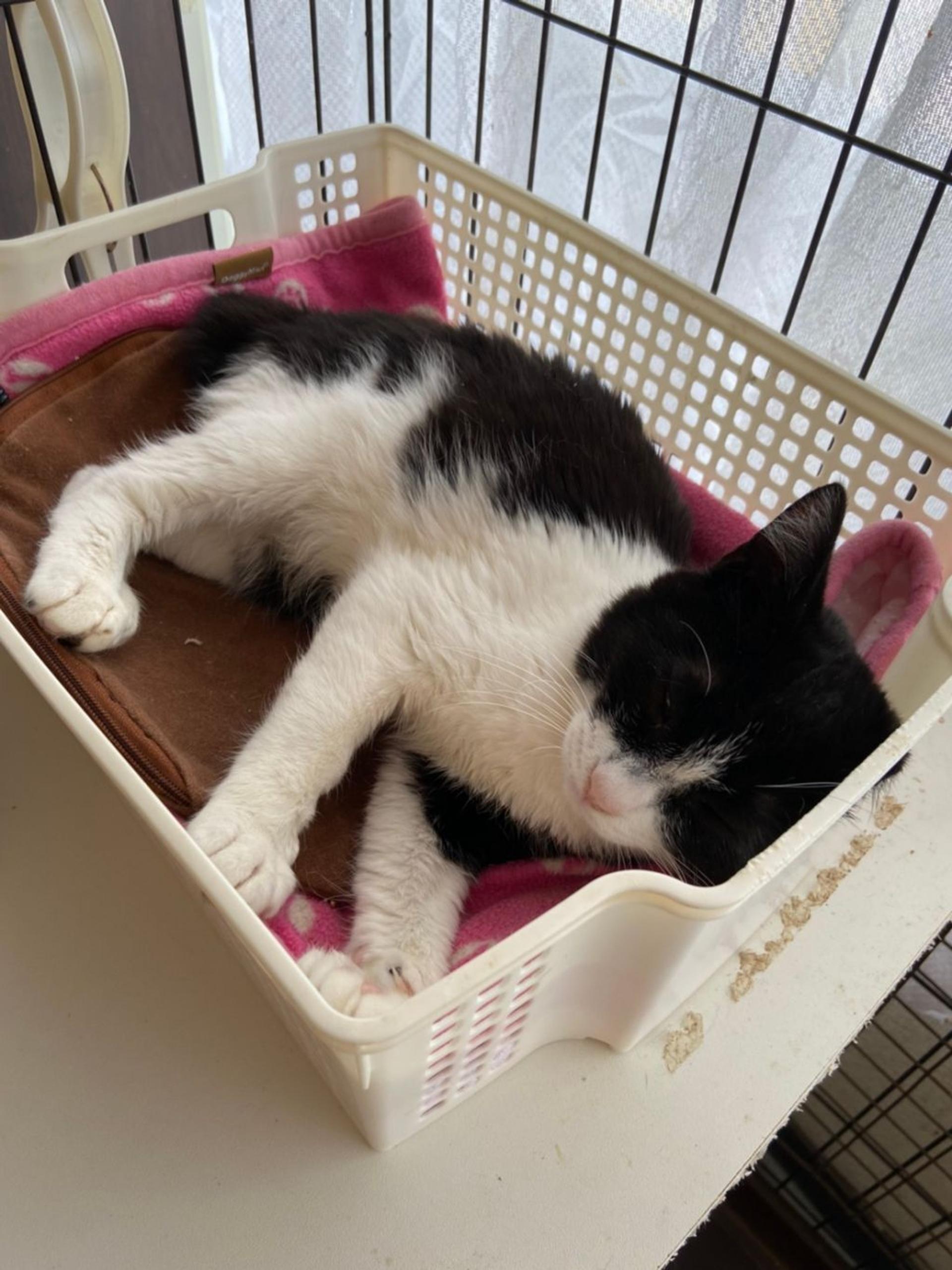 pet-image-4