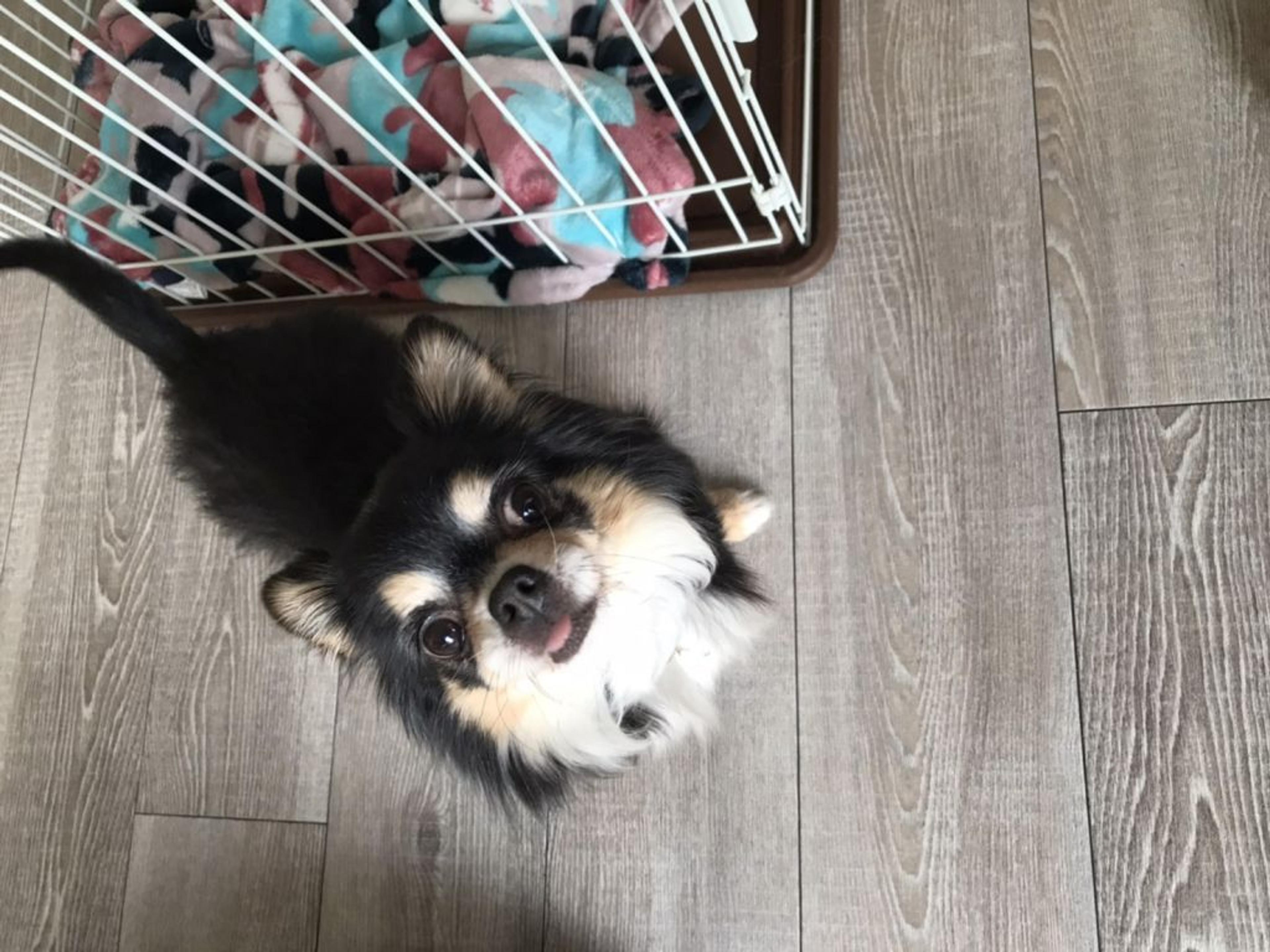 pet-image-2