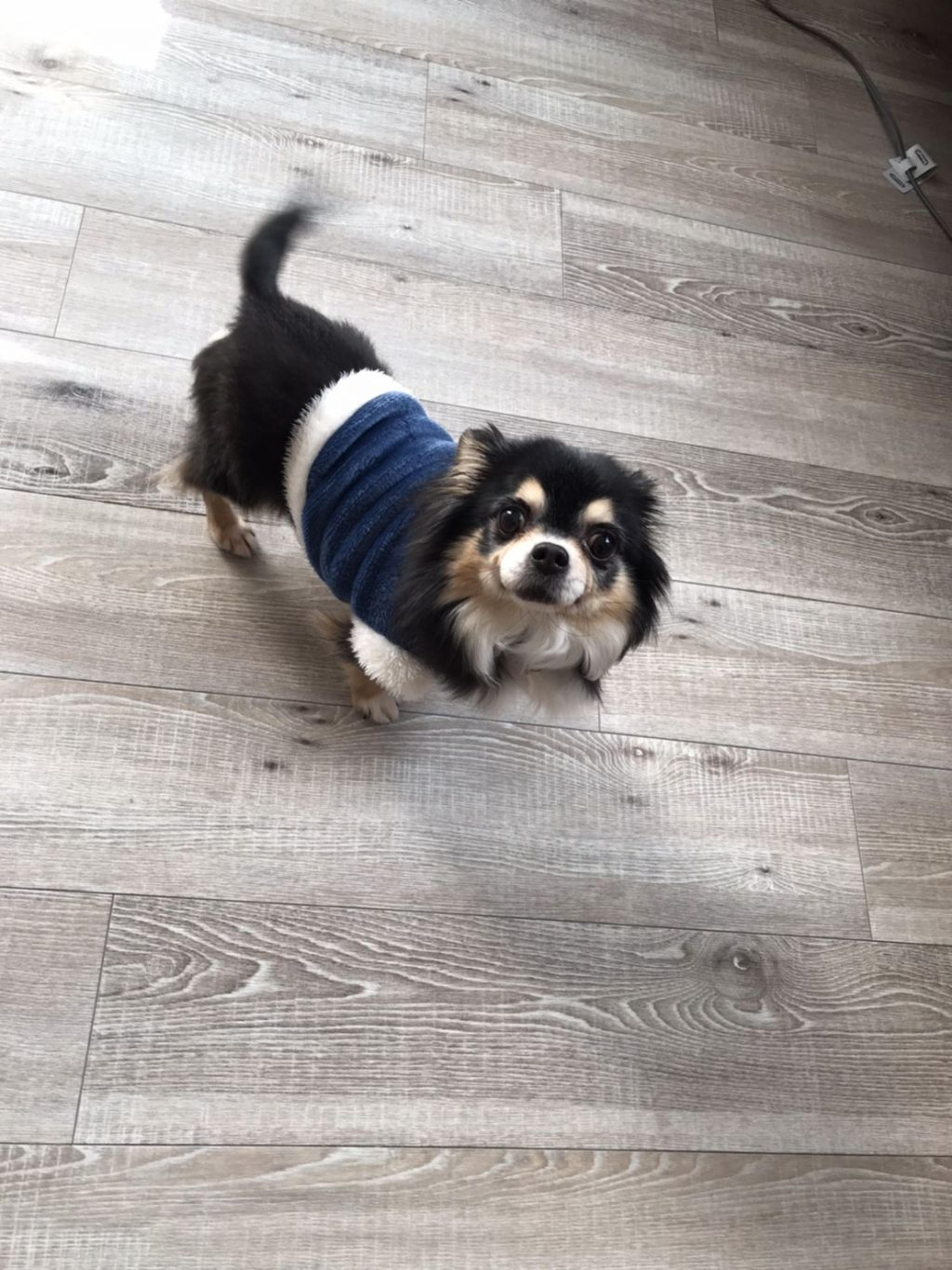 pet-image-3