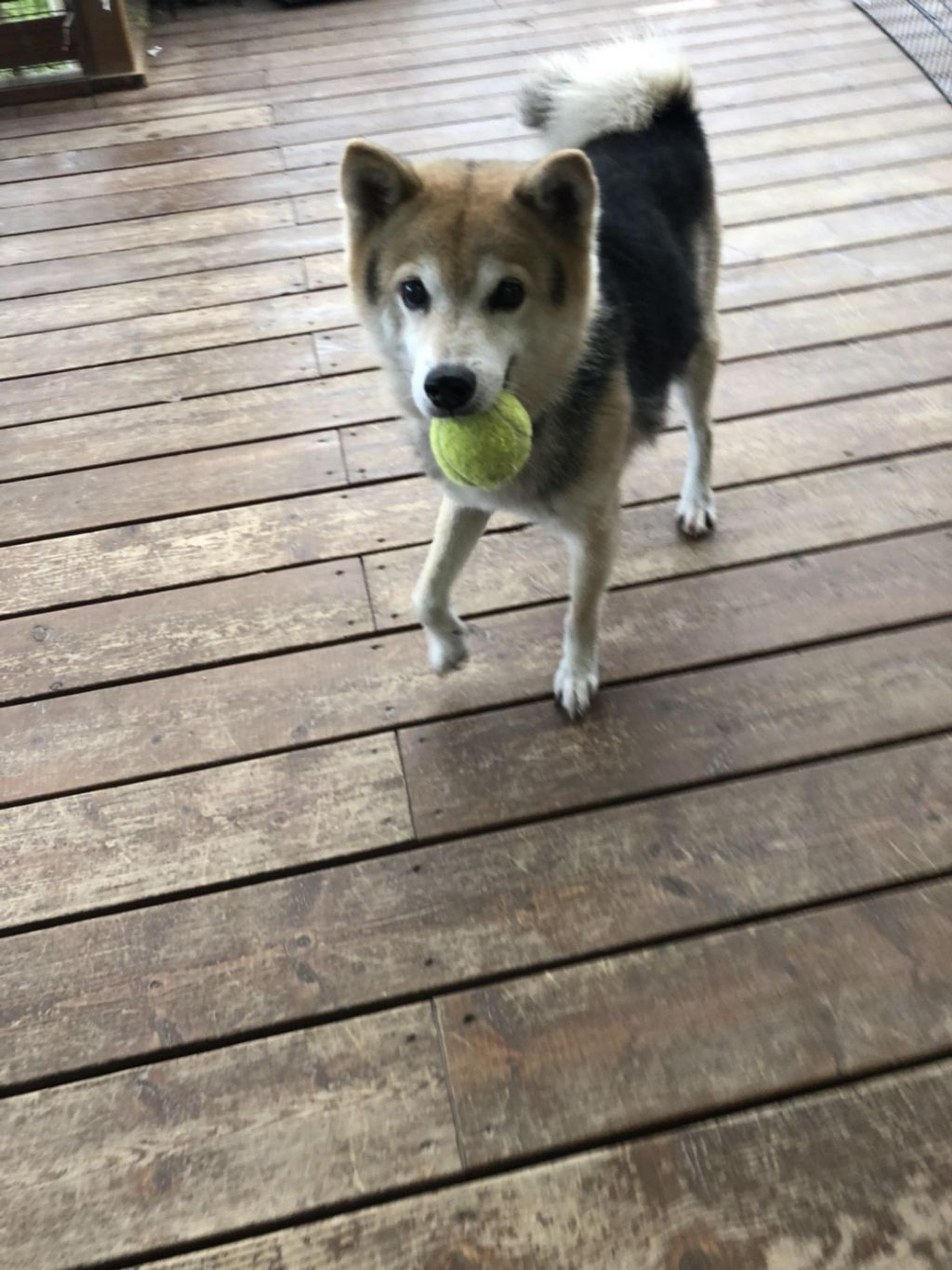 pet-image-2