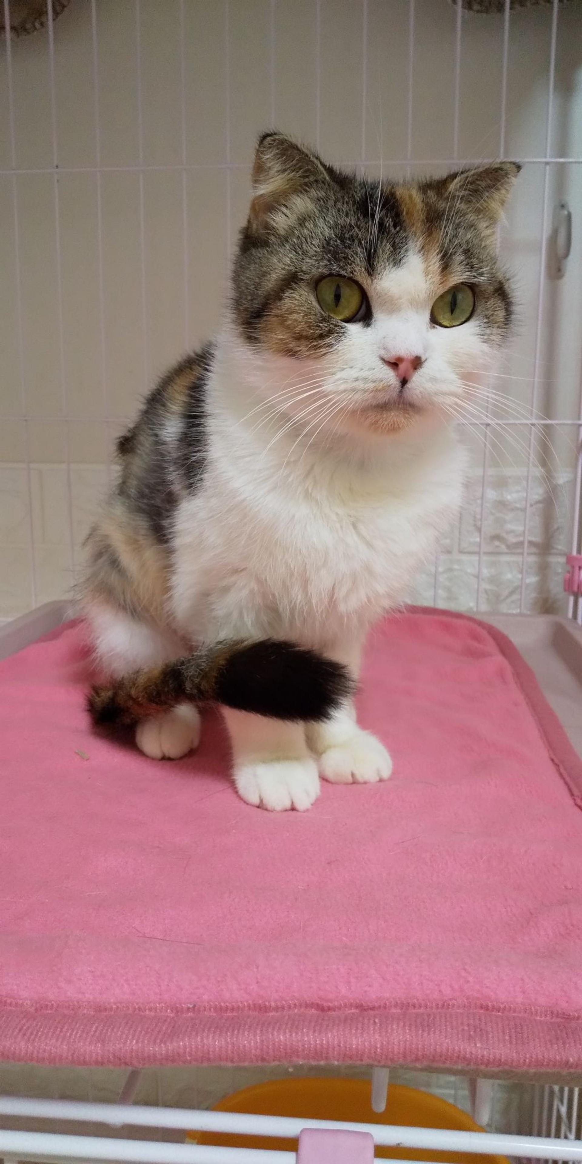 pet-image-2
