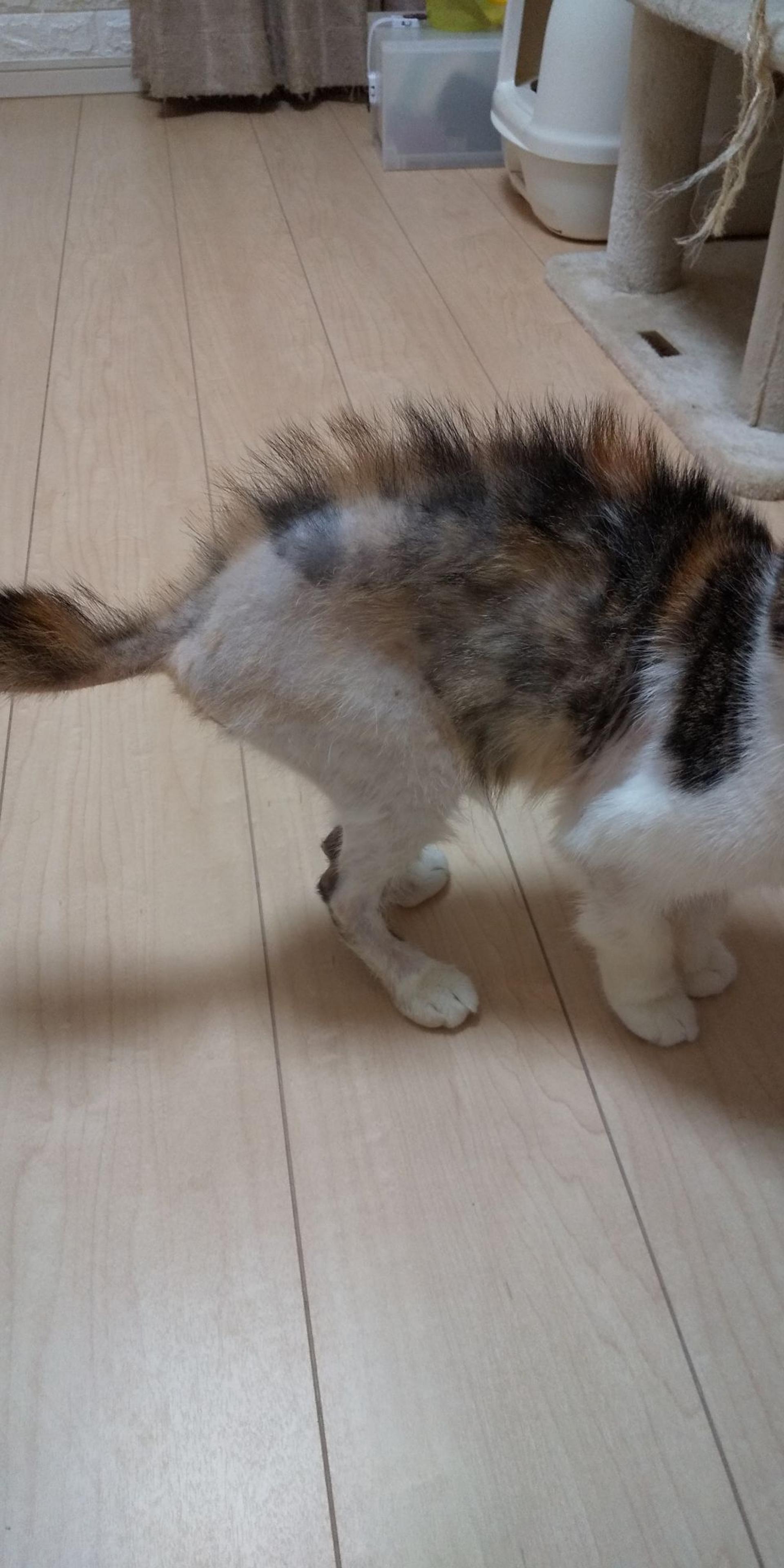 pet-image-5